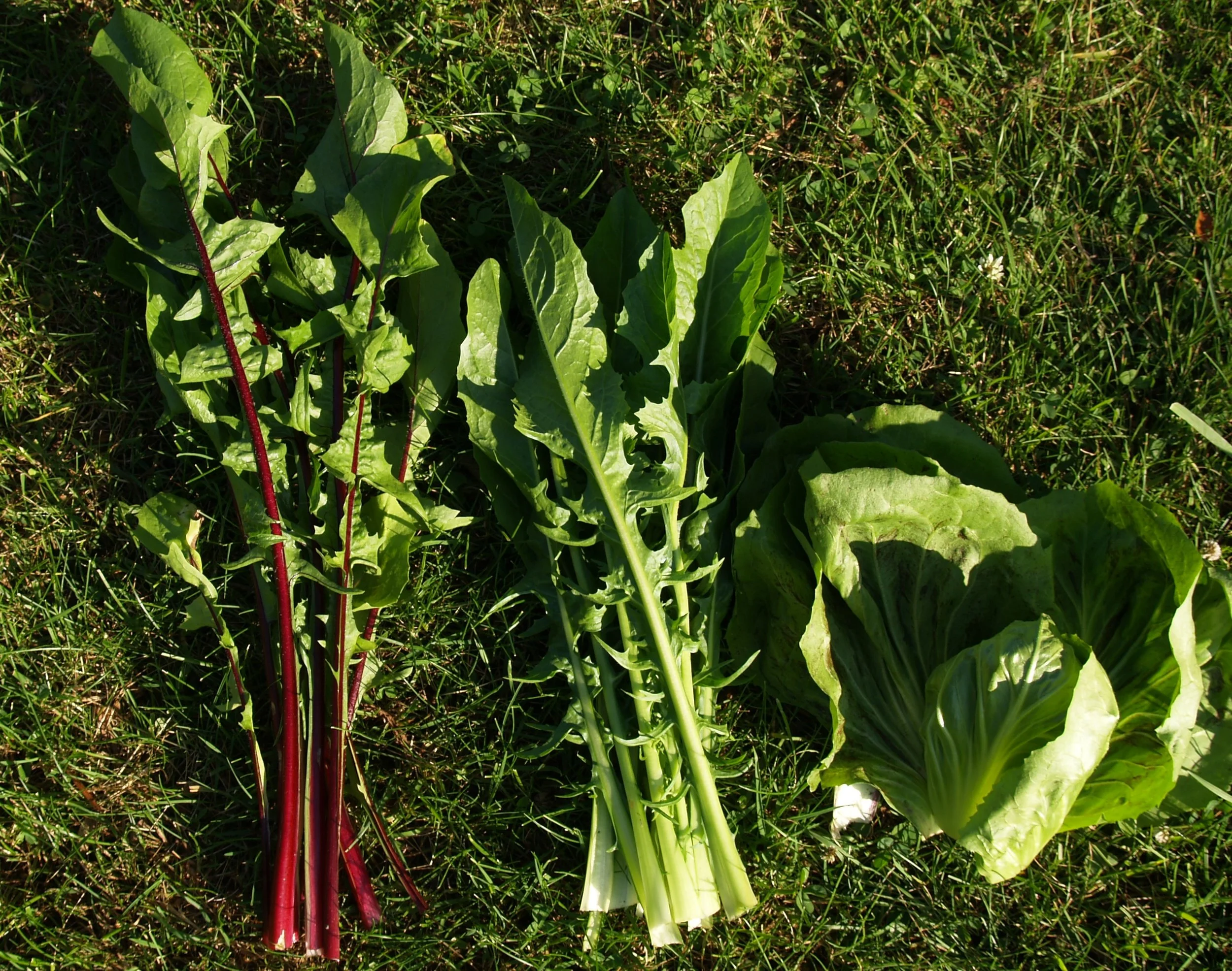 Cichorium intybus Red Rib, -Galatina & -Lusia - Chicory