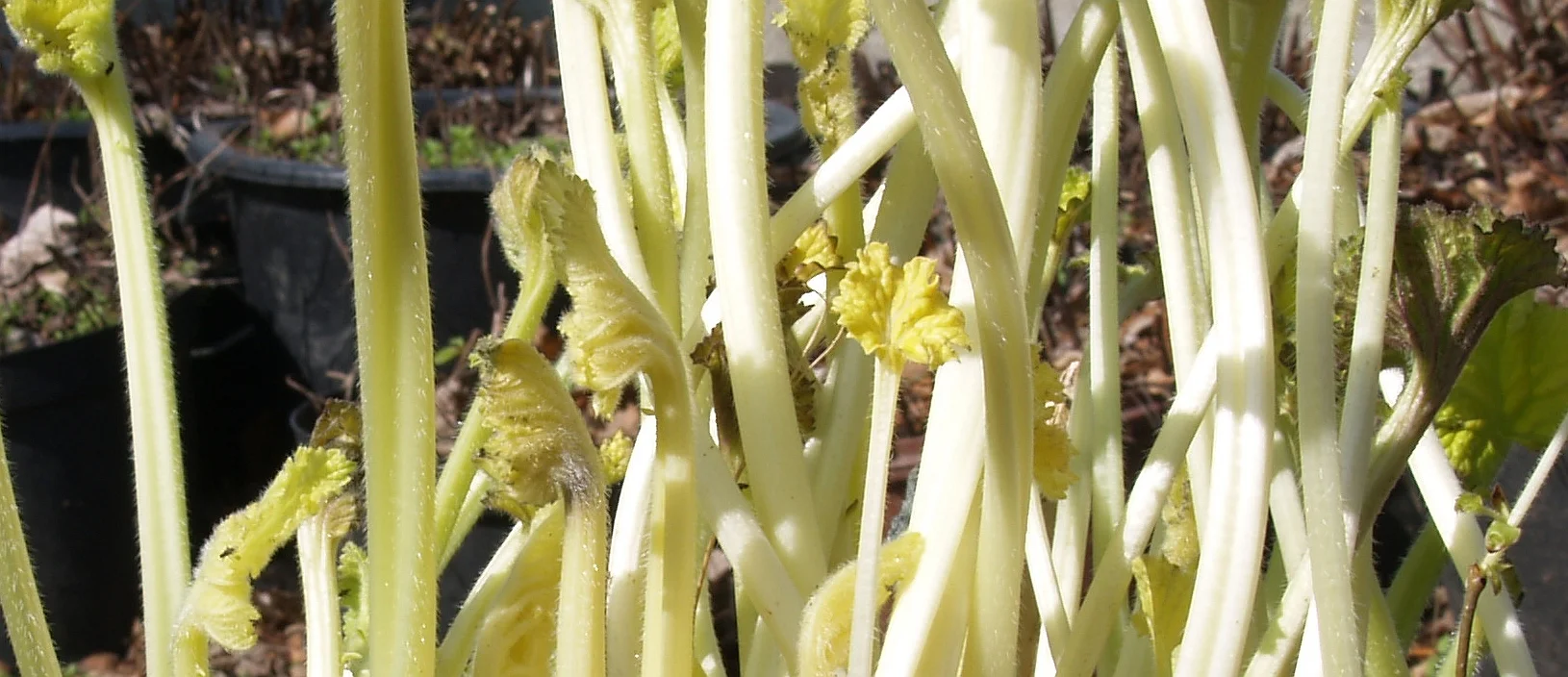 Crambe cordifolia - Greater Sea Kale