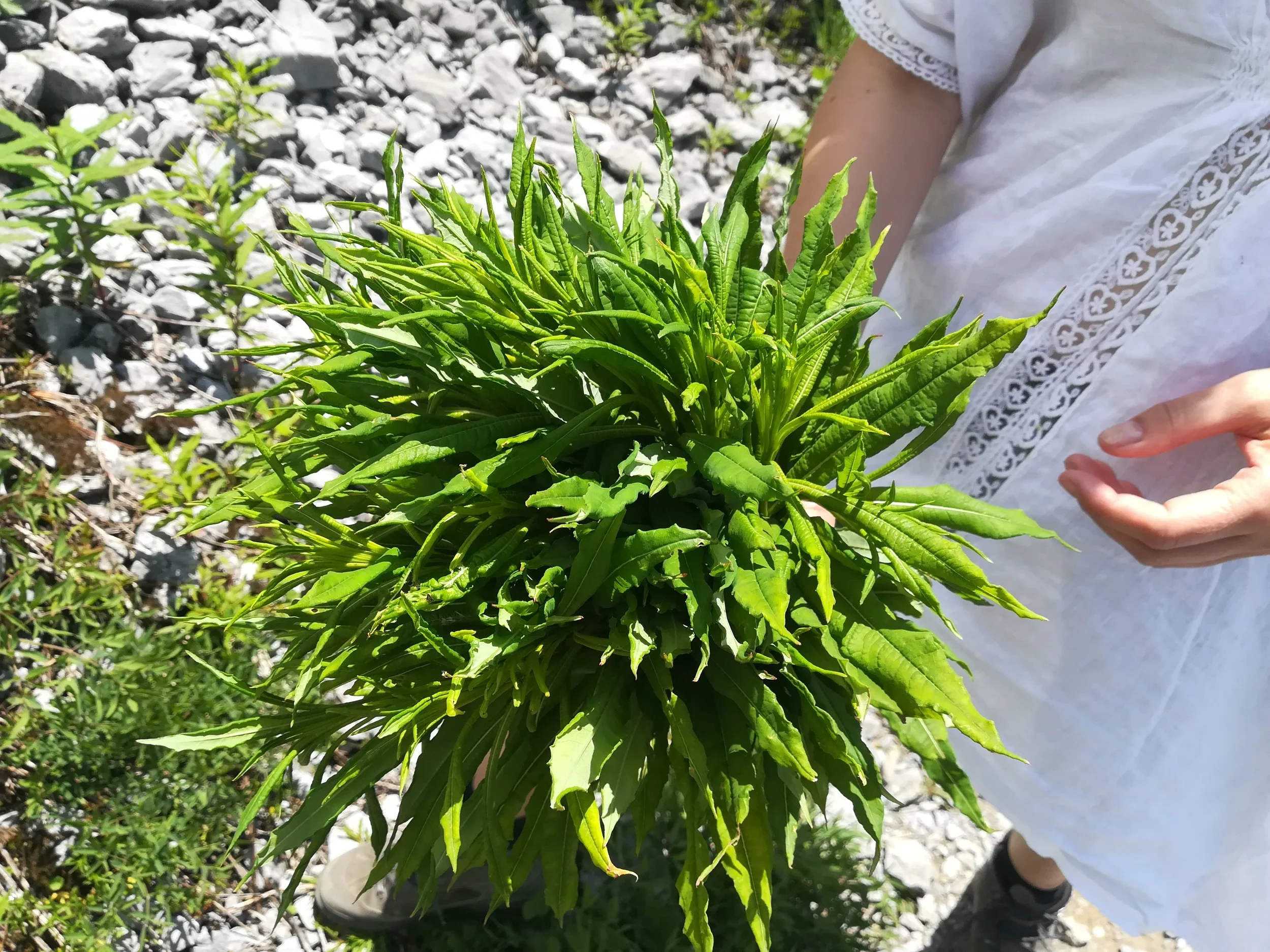 Epilobium angustifolium - Great Willow Herb