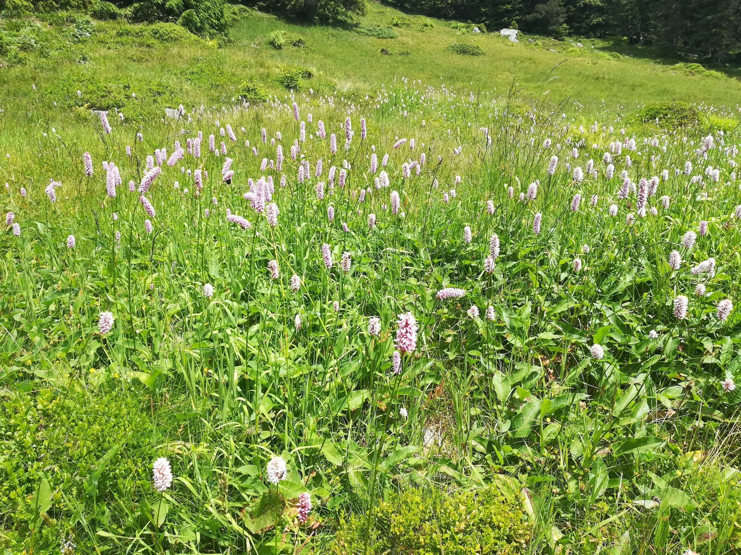 Persicaria bistorta - Common Bistort