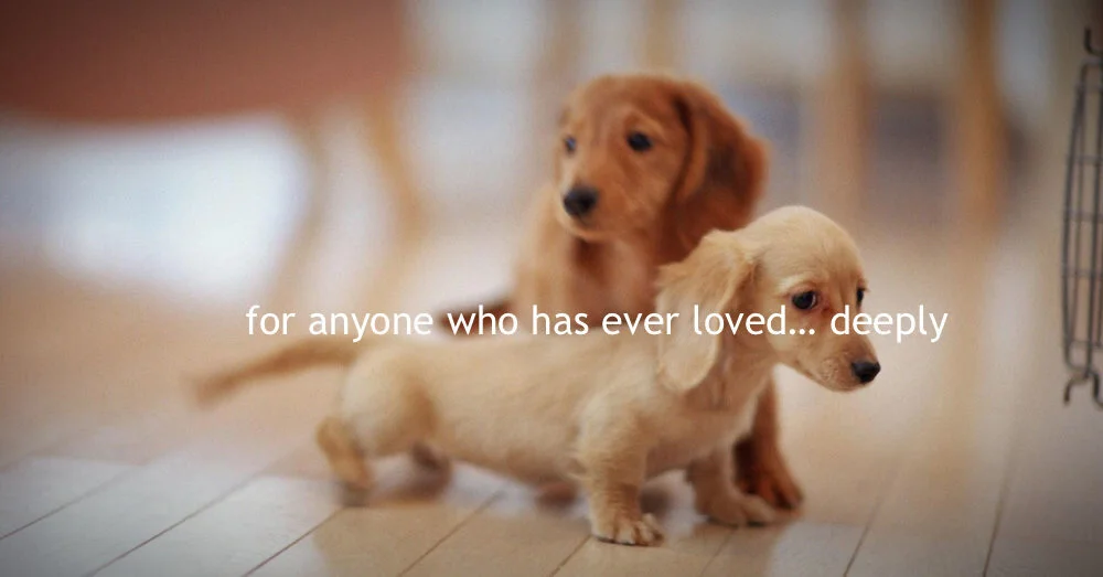 for anyone who has ever loved …deeply