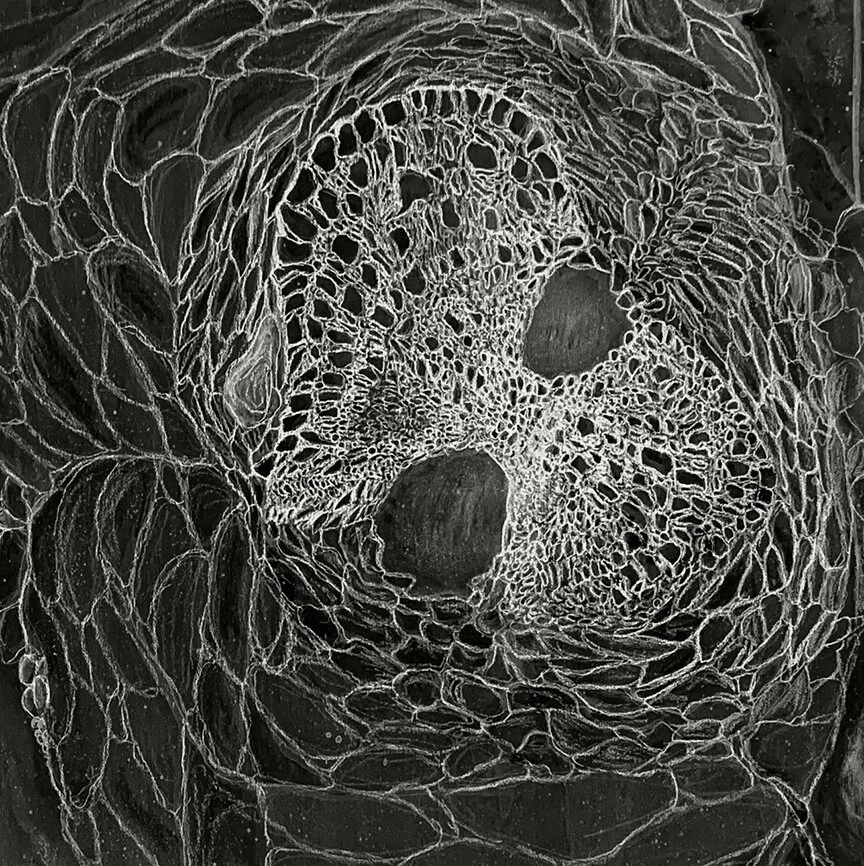 EZRA_KLEE-Patterns of Nature_04-4.jpg