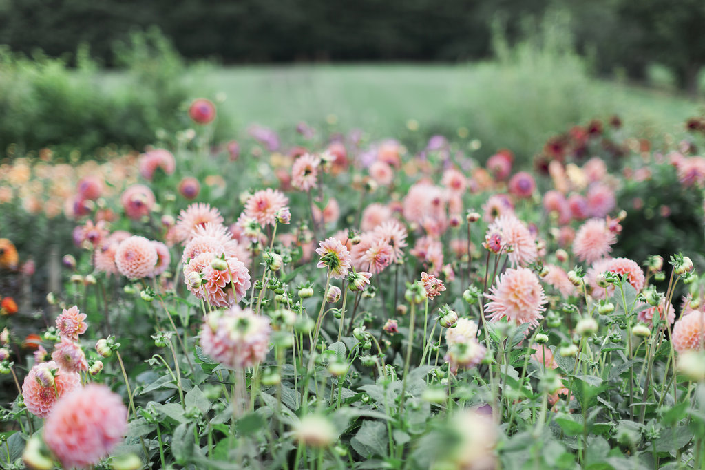 Cheshire Flower Farms