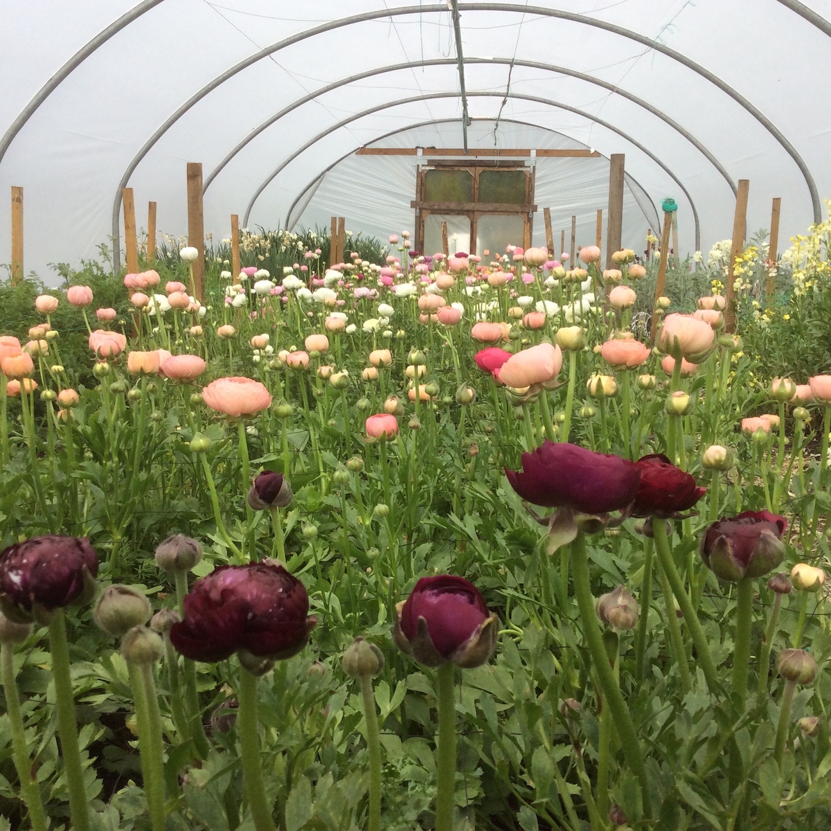 Flower farms Cheshire