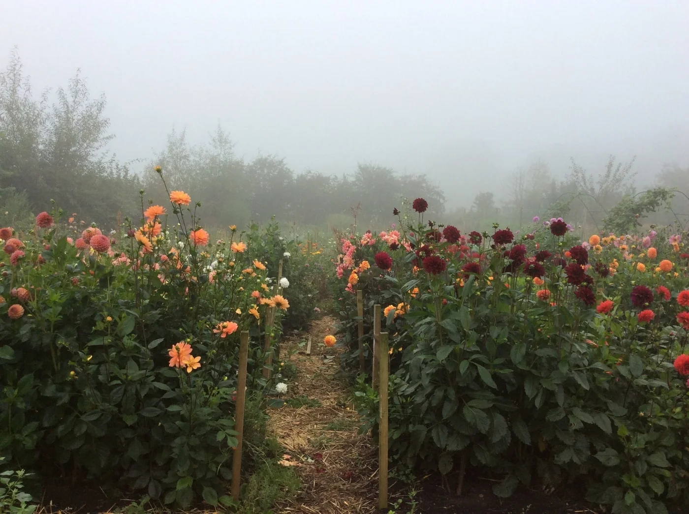 autumn flowers.jpg