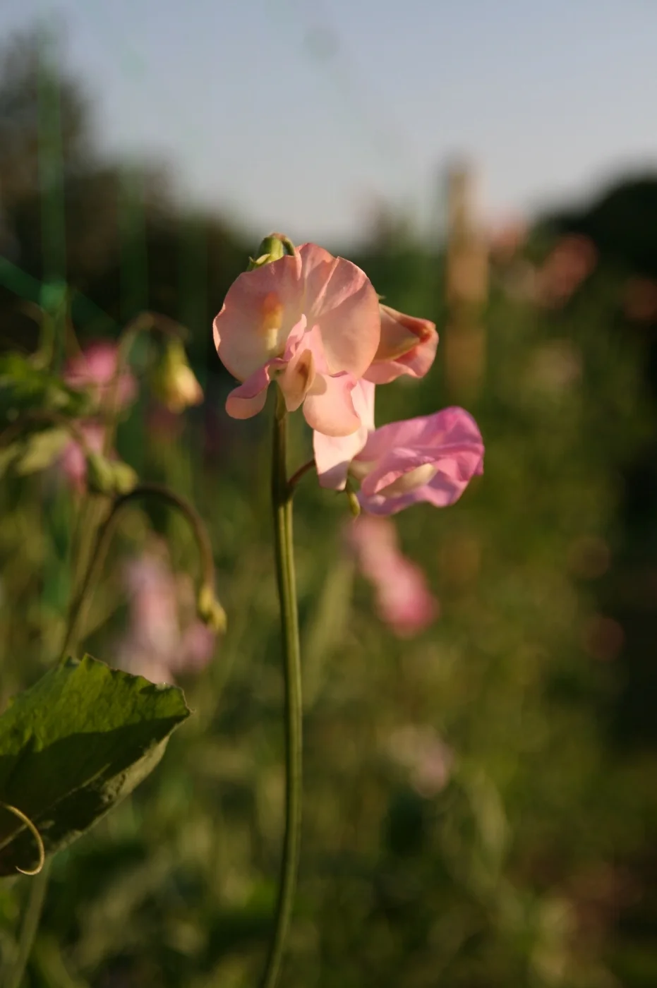 sweet peas.jpg