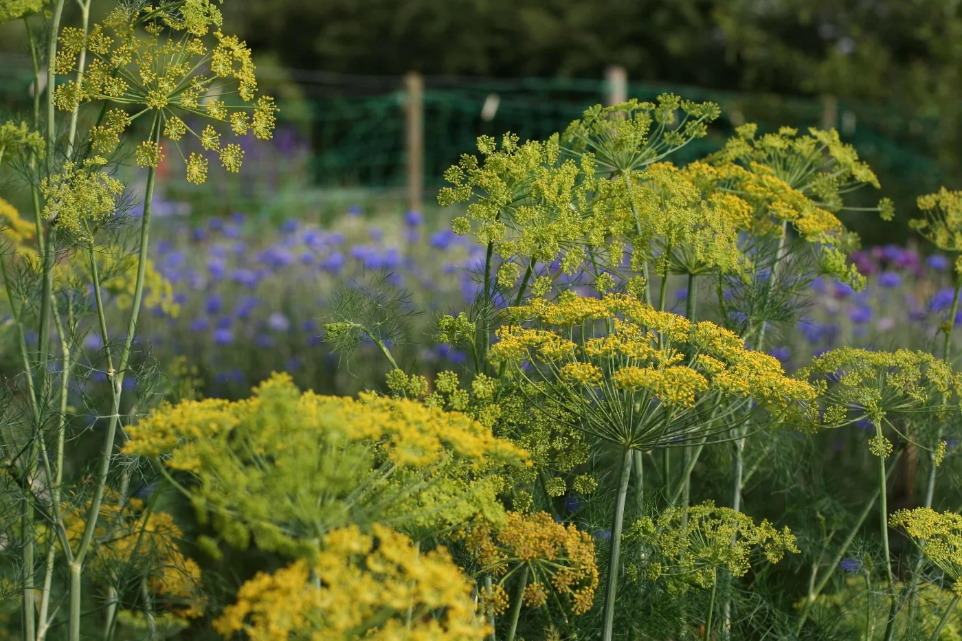 wild flowers.jpg