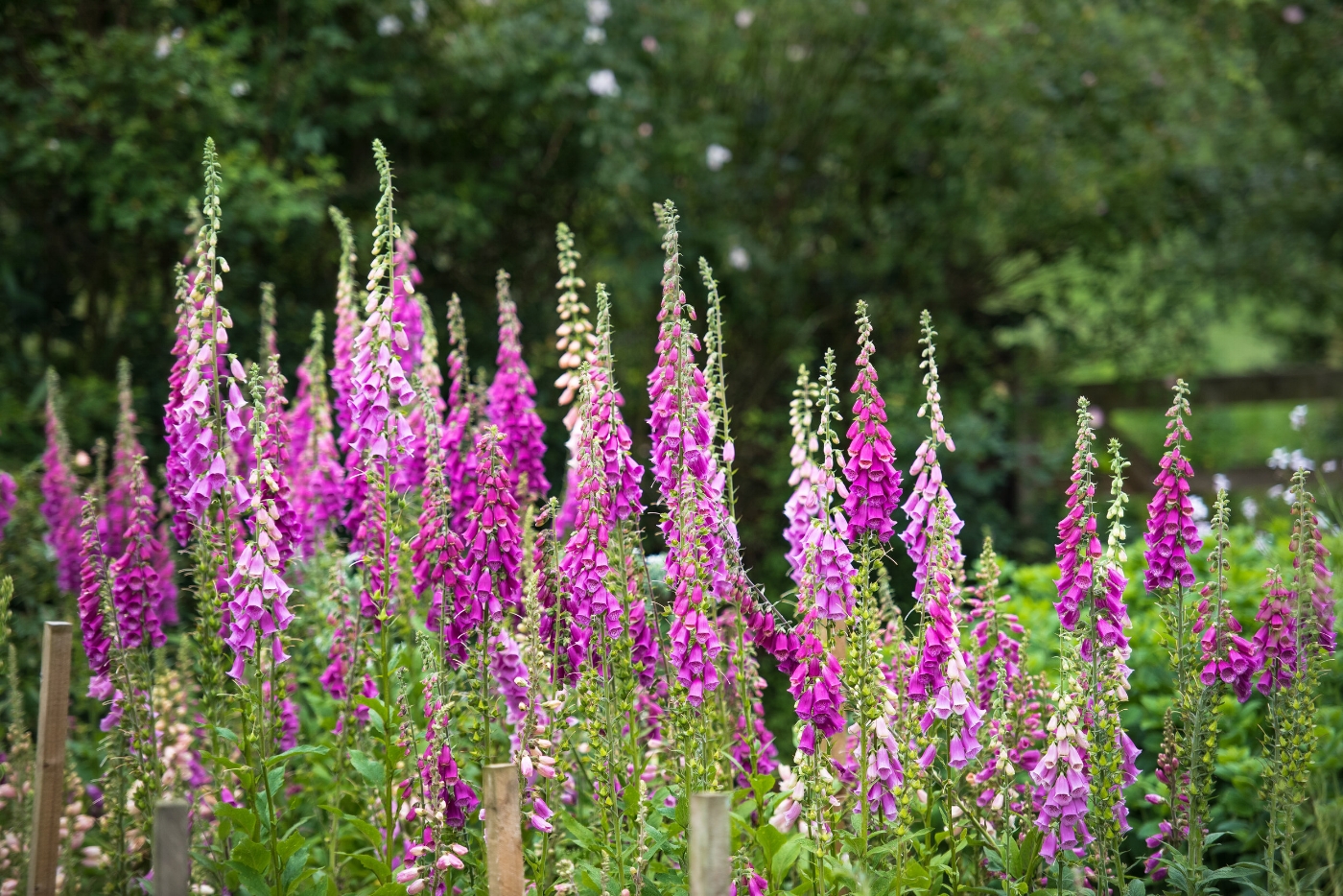 Carols garden June 23.jpg
