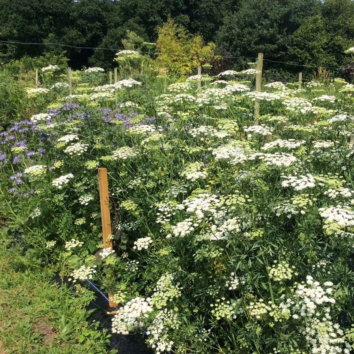 Wholesale wild flowers Cheshire