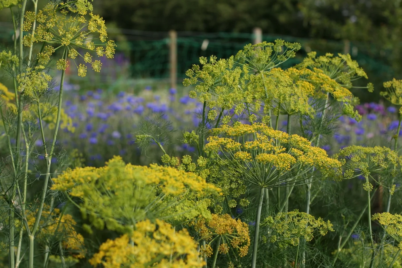 British Grown Flowers Cheshire