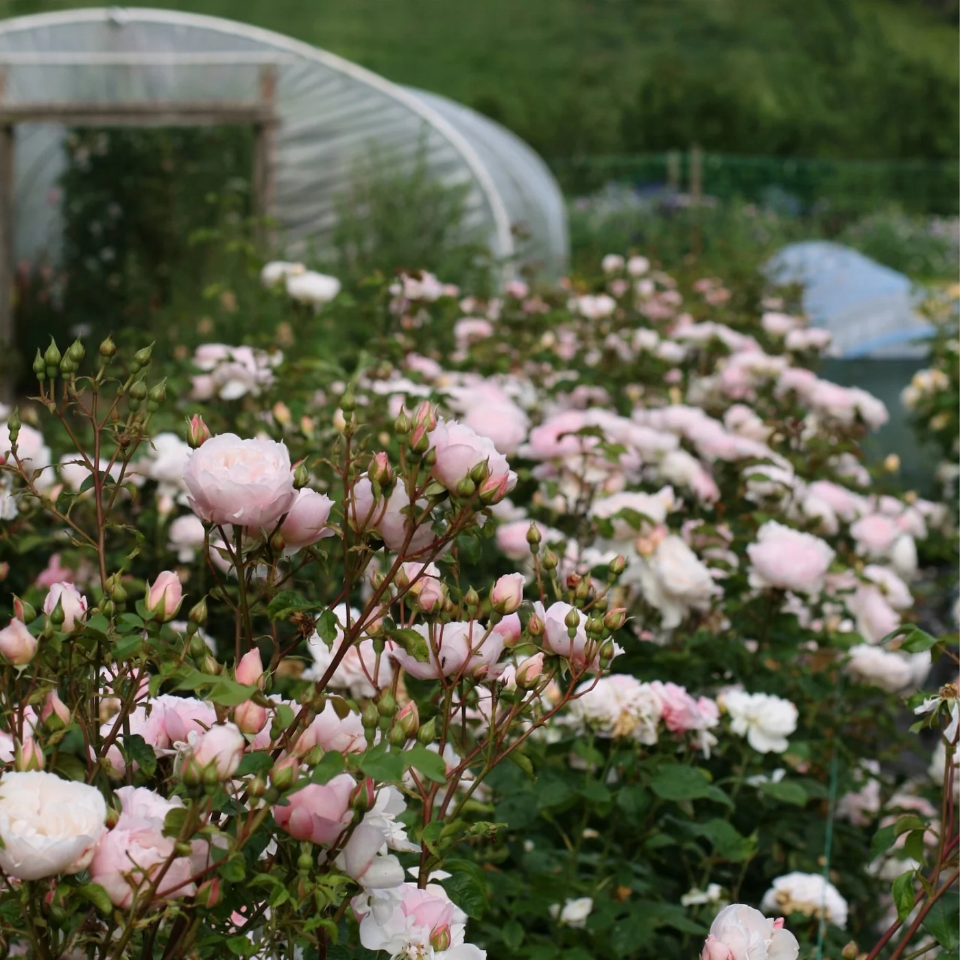 Flower farms Cheshire