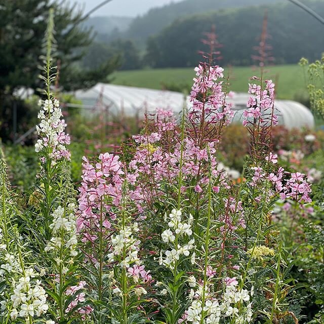 Not just any old weeds.... Rosebay willowherb is a very vigorous native plant and, although it is very beautiful, we do try to keep it out of the beds. These though, are even more lovely cultivated varieties. They run about a bit so I planted them to