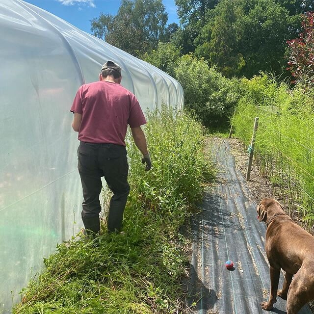 We try not to do much weeding here, it&rsquo;s not productive time and we couldn&rsquo;t possibly get round the two acres on our own. One of the best ways to control weeds is to use black sheets to cover ground. Anything which excludes light will kil