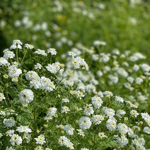 Lovely feverfew having its moment. I hardly ever sow this as it self seeds very freely and there are plants everywhere. Most are the usual single daisy shape, but some are this double, without the yellow eye. These originally came from my mum who has