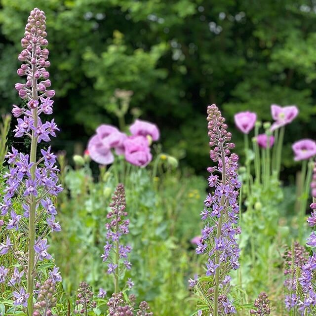 Beautiful spires of Delphinium requienii. They are so beautiful, with their intricately patterned flowers, like an exotic orchid. Seen here with accidentally coordinated self sown poppies in the background. I am absolutely loving the poppies this yea