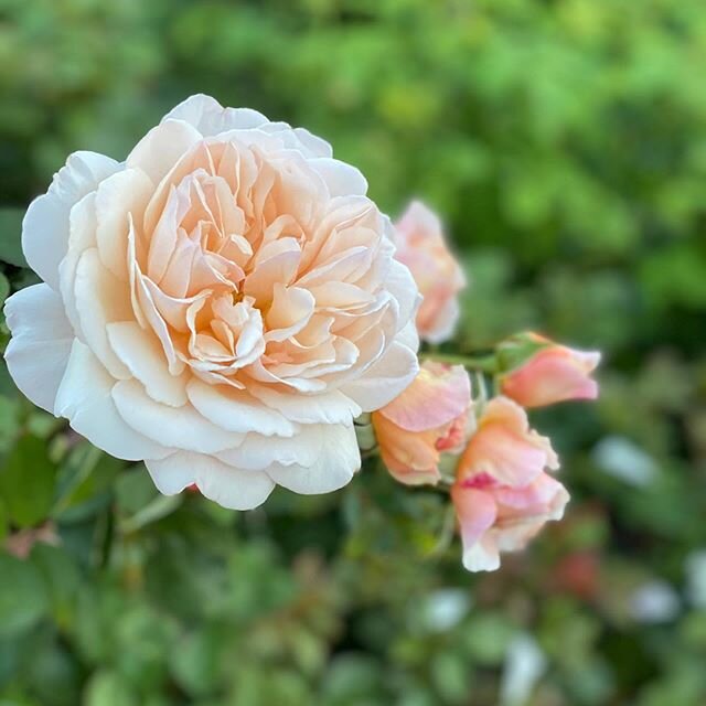 Finally getting some roses.....
We grow our roses outdoors and cut them very hard this year and they grew back strongly and healthily through the warm sunshine in March, April and into May. There were lots of buds ready to burst forth for the end of 