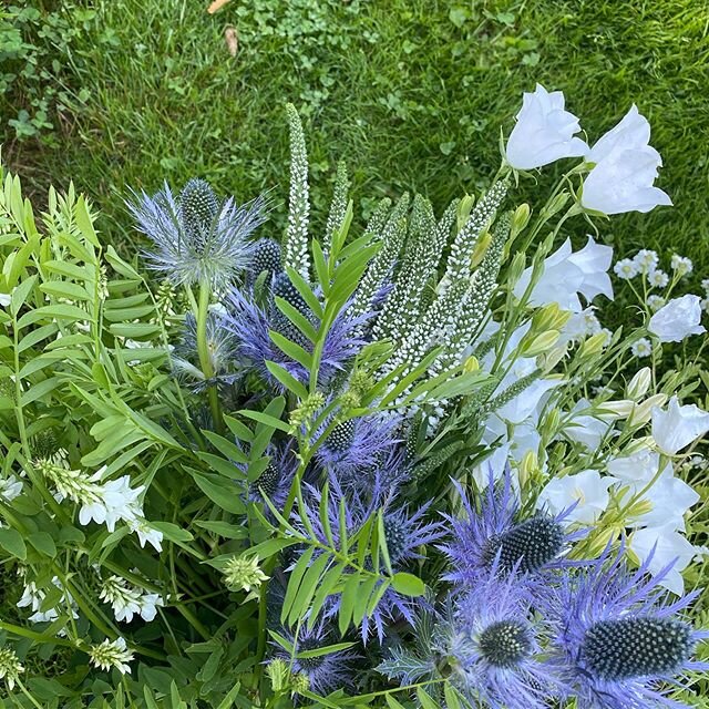 Picking blue and white from the perennial field this week. We&rsquo;ve been working around the weather all week - up early to pick or to work in the tunnels, picking and drying before rain and wind, sitting out the hot humid afternoons in the shade o
