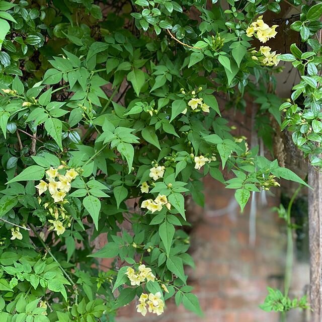 Gorgeous Clotted Cream jasmine clambering up the house with Clematis cirrhosa balearica. I&rsquo;ve grown this jasmine for many years and it&rsquo;s a firm favourite- I&rsquo;ve propagated this one from a previous garden and it&rsquo;s already up to 