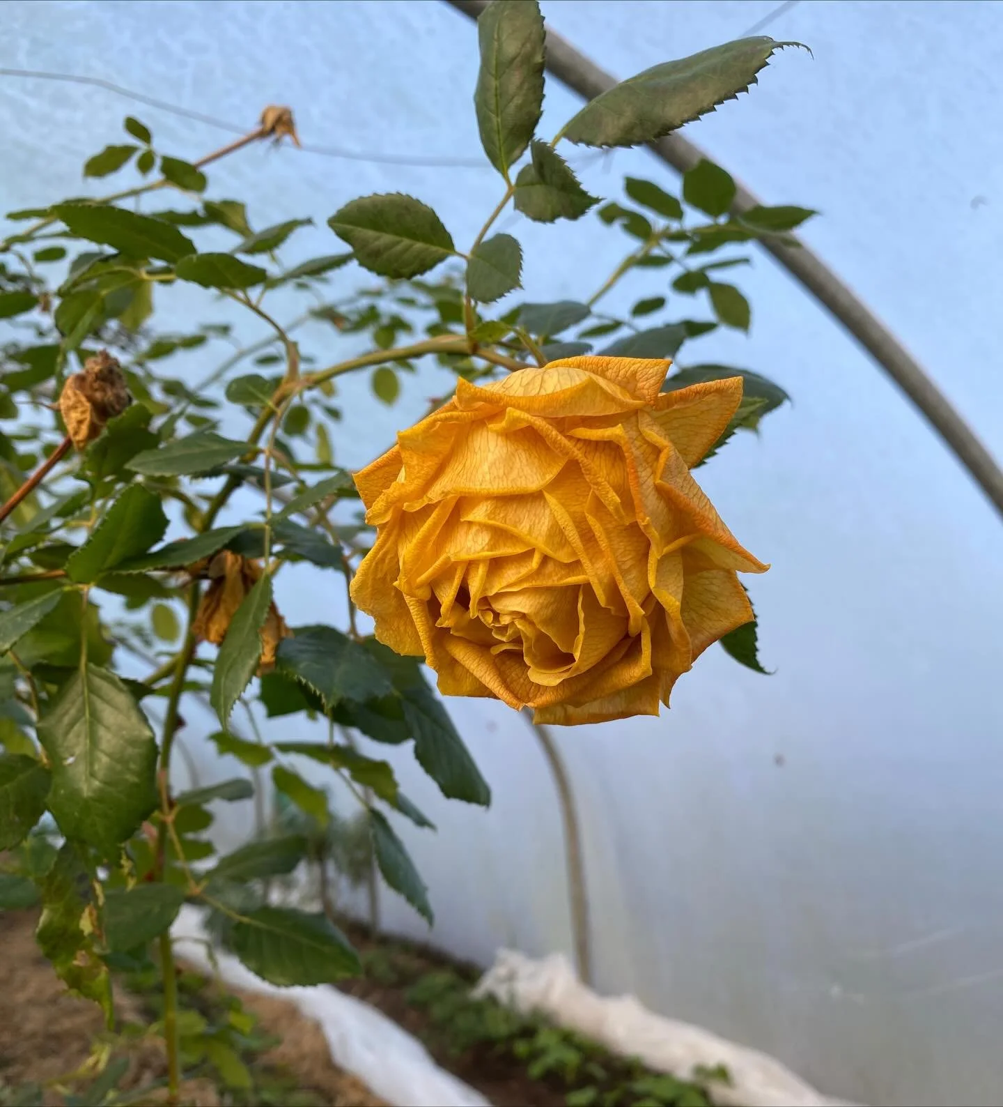 Time to prune the polytunnel roses. There are still buds and soft, frost-tinged blooms. And lots of lush green foliage. But they need to rest and be ready to start growing again in spring. So I&rsquo;ve taken the support wires down, ready to work on 
