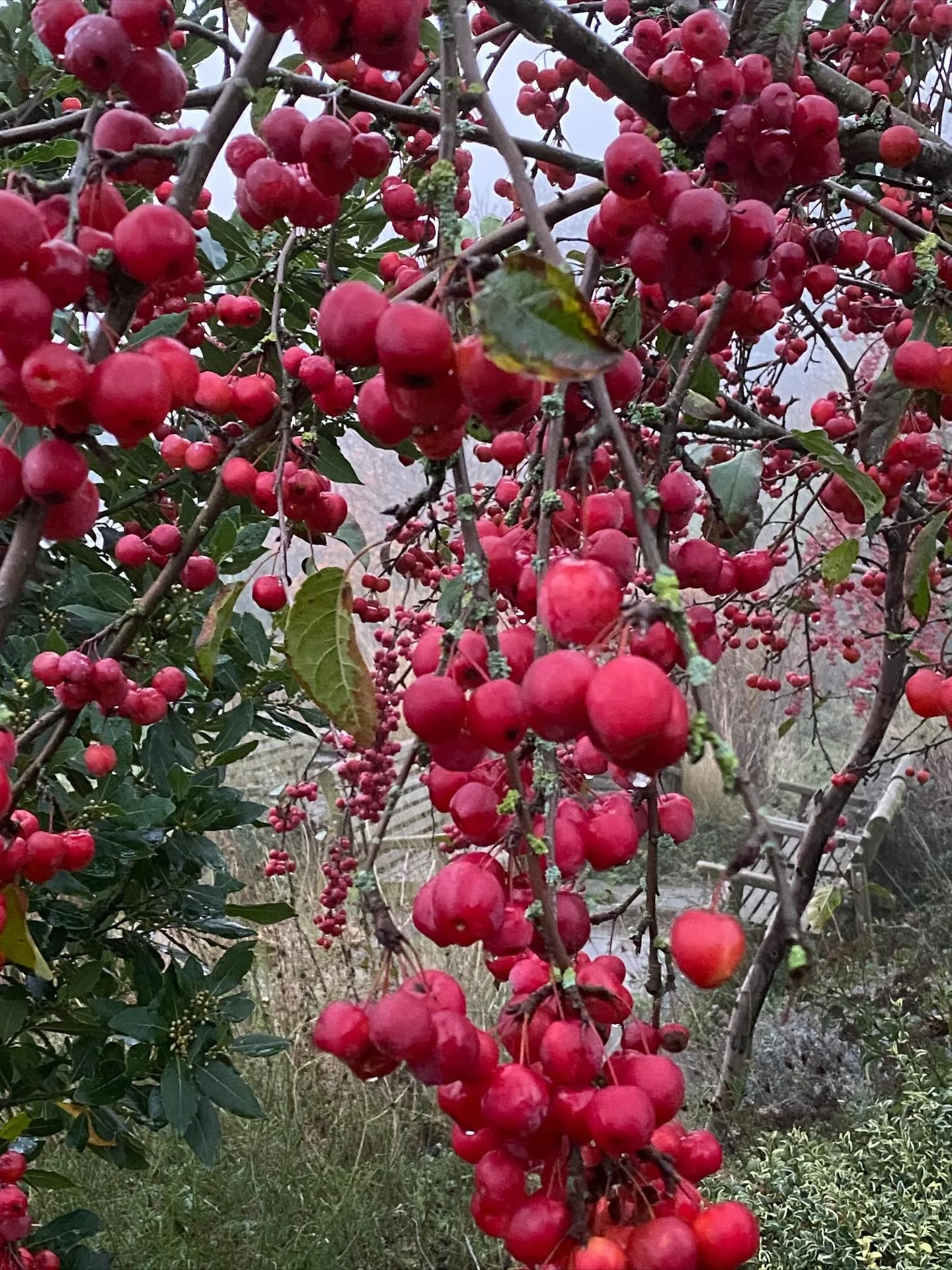 November, dusk. A short wander around the dank misty fields before dark.