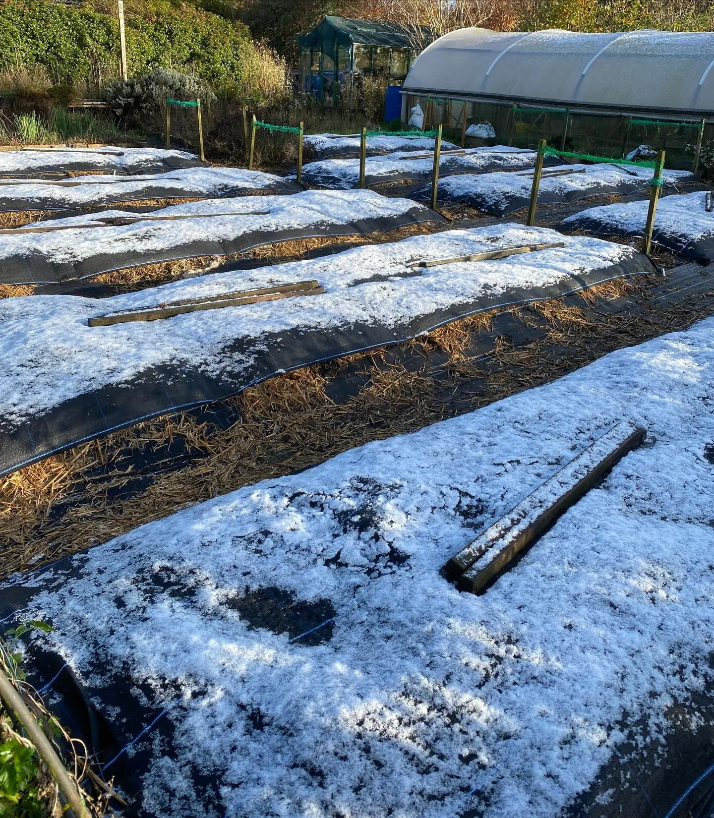 First photo is yesterday morning, 19th Nov. I thought it was early to be getting even a tiny amount of snow, but I was prompted by @lifeafterflowers to look back at last year. The other photos are from 19th Nov 2024. The first (and much heavier) snow