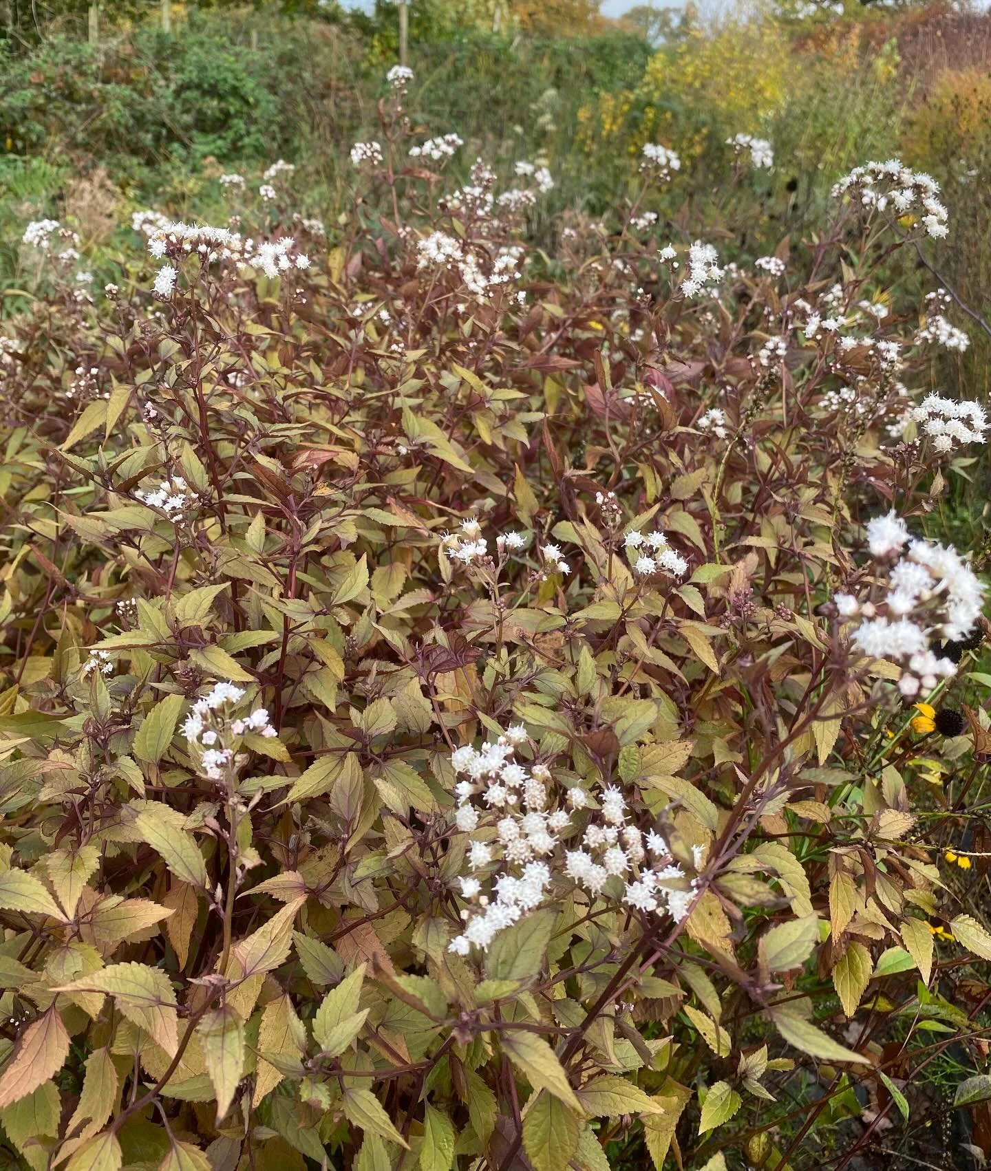 Ageratina altissima &lsquo;Chocolate&rsquo; at its peak flowering just now. It is a bit short and sparse as it&rsquo;s in a dry, Sandy spot with no irrigation. In fact, no care at all. And in maybe every alternate year the flowers are cut back by fro