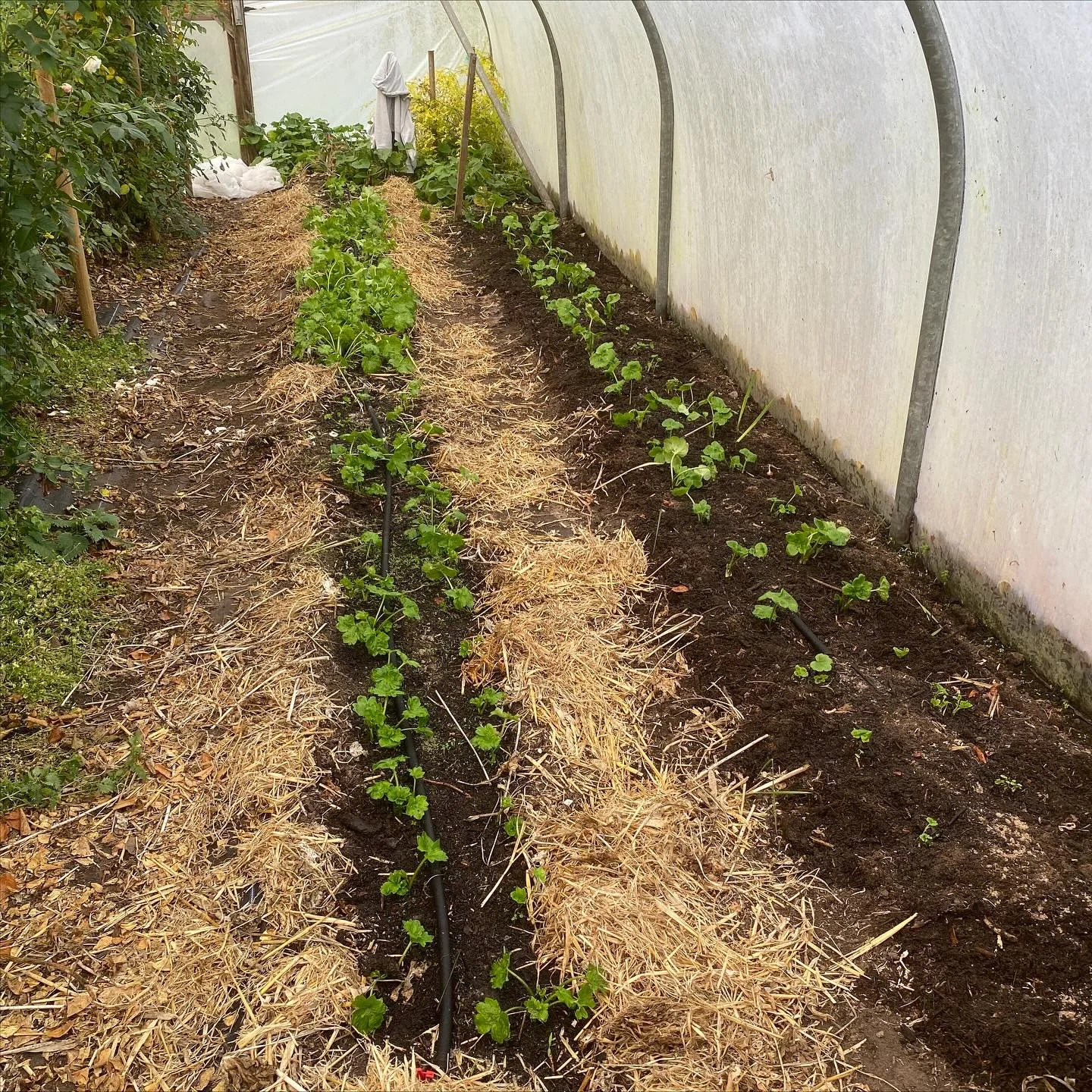 Most exciting post&hellip;. Butterfly ranunculus, looking very happy in the polytunnel. We left last year&rsquo;s in the ground and they&rsquo;re popping back up now. Some varieties a bit slower than others, but all getting there. Combined with a new