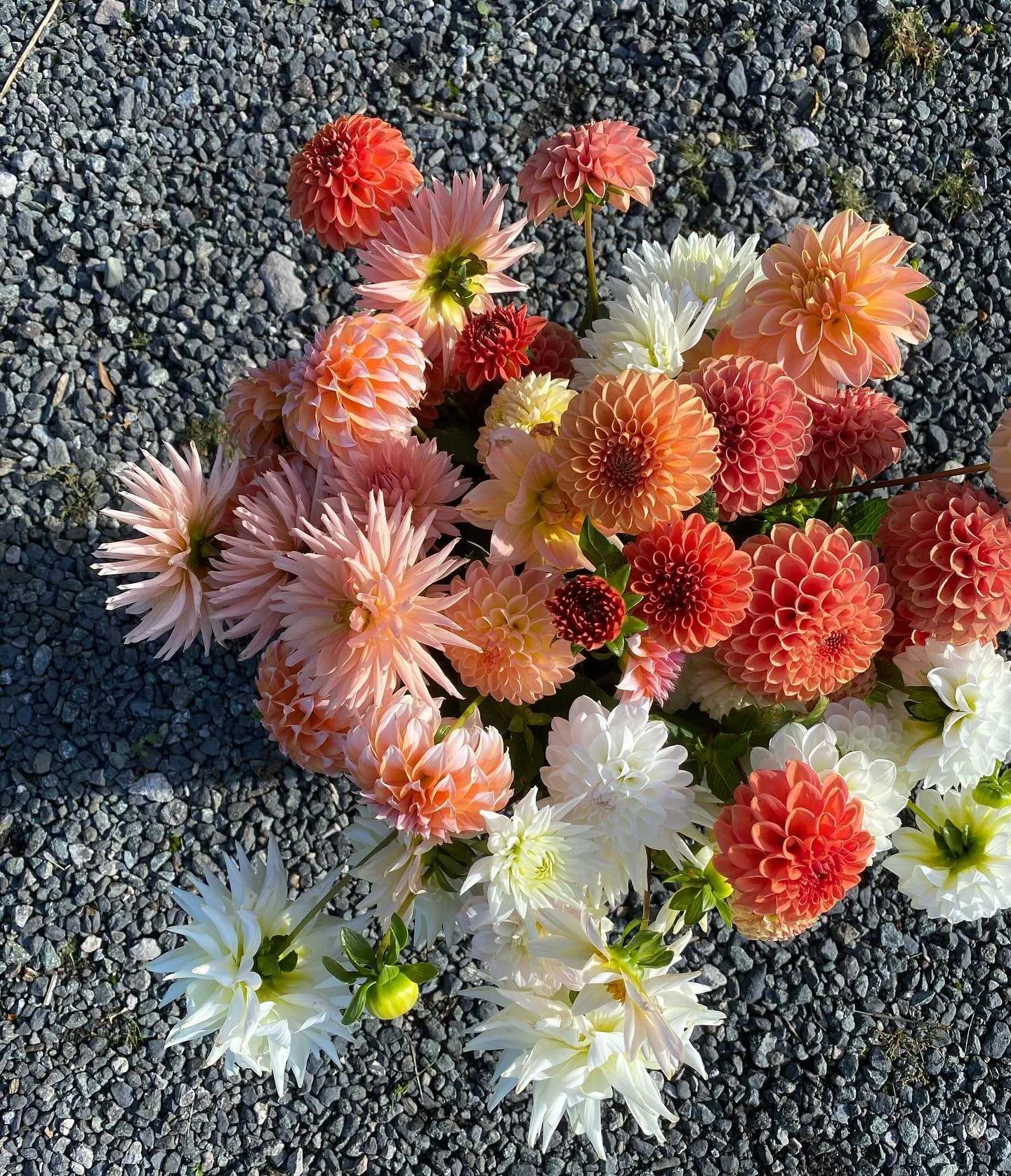Still finding a few dahlias. Not perfect and a few weather-burned petals, especially on the paler ones, but still beautiful and perfect for a relaxed, last minute wedding order. Off to Wales, like quite a few of our DIY weddings. 
Chrysanths too, fol