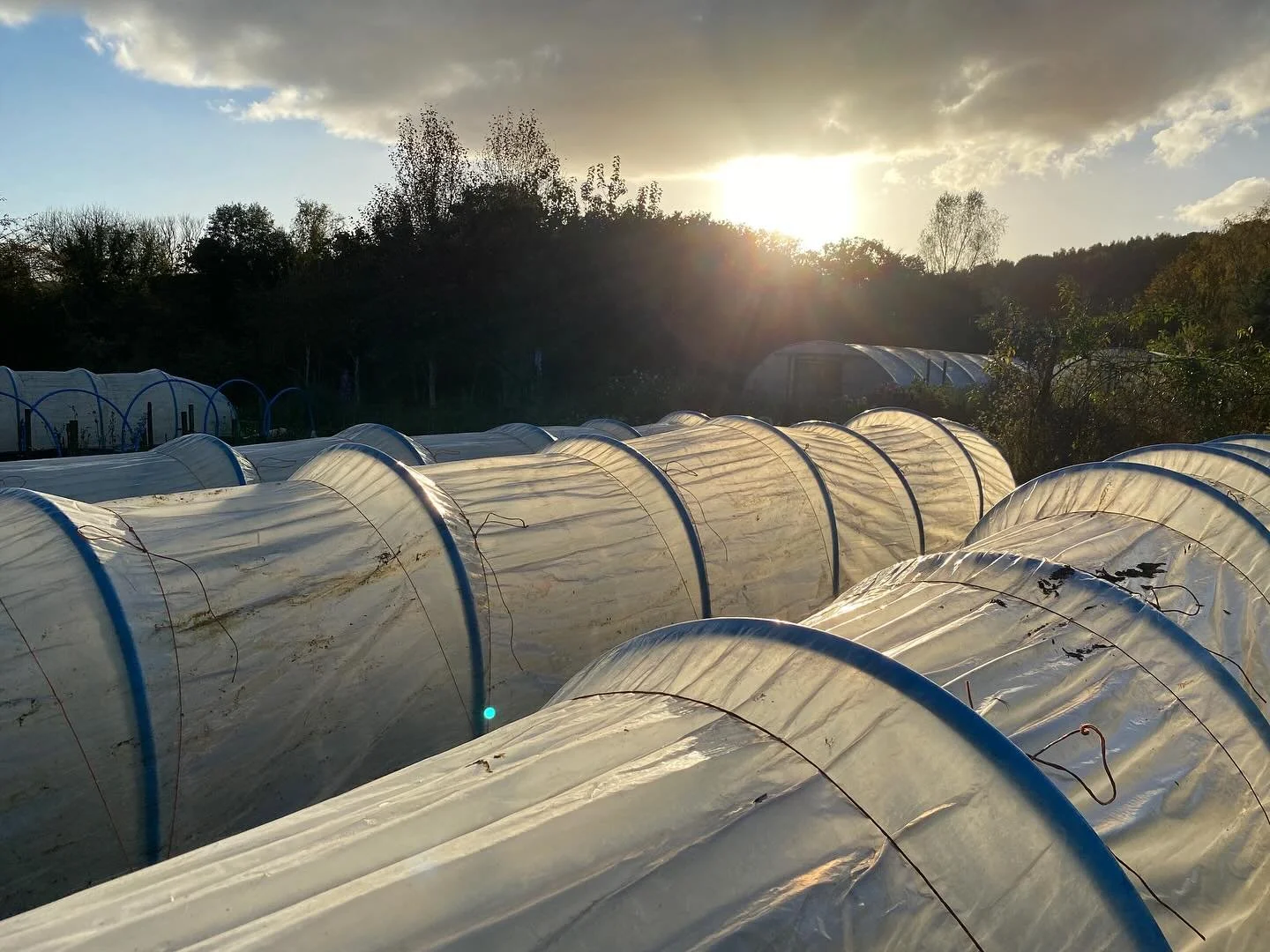 Slightly cheating because this photo is from this day last year. But we&rsquo;ve done exactly the same thing today. Reconstructed and pulled up the low caterpillar tunnels. Already planted with ranunculus and hardy annuals. 
They are a bit of a faff,