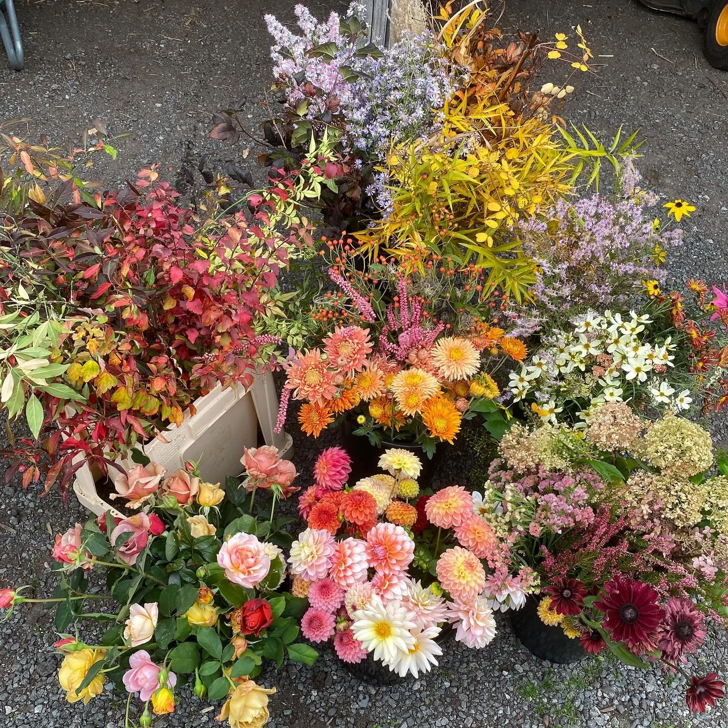 I keep wondering if I&rsquo;m doing the final order of the season. But then we keep going: smaller orders, fewer flowers, but still finding beauty in the corners of the fields. And an unexpected little flush of roses. 
This was a joy to pick. I had t