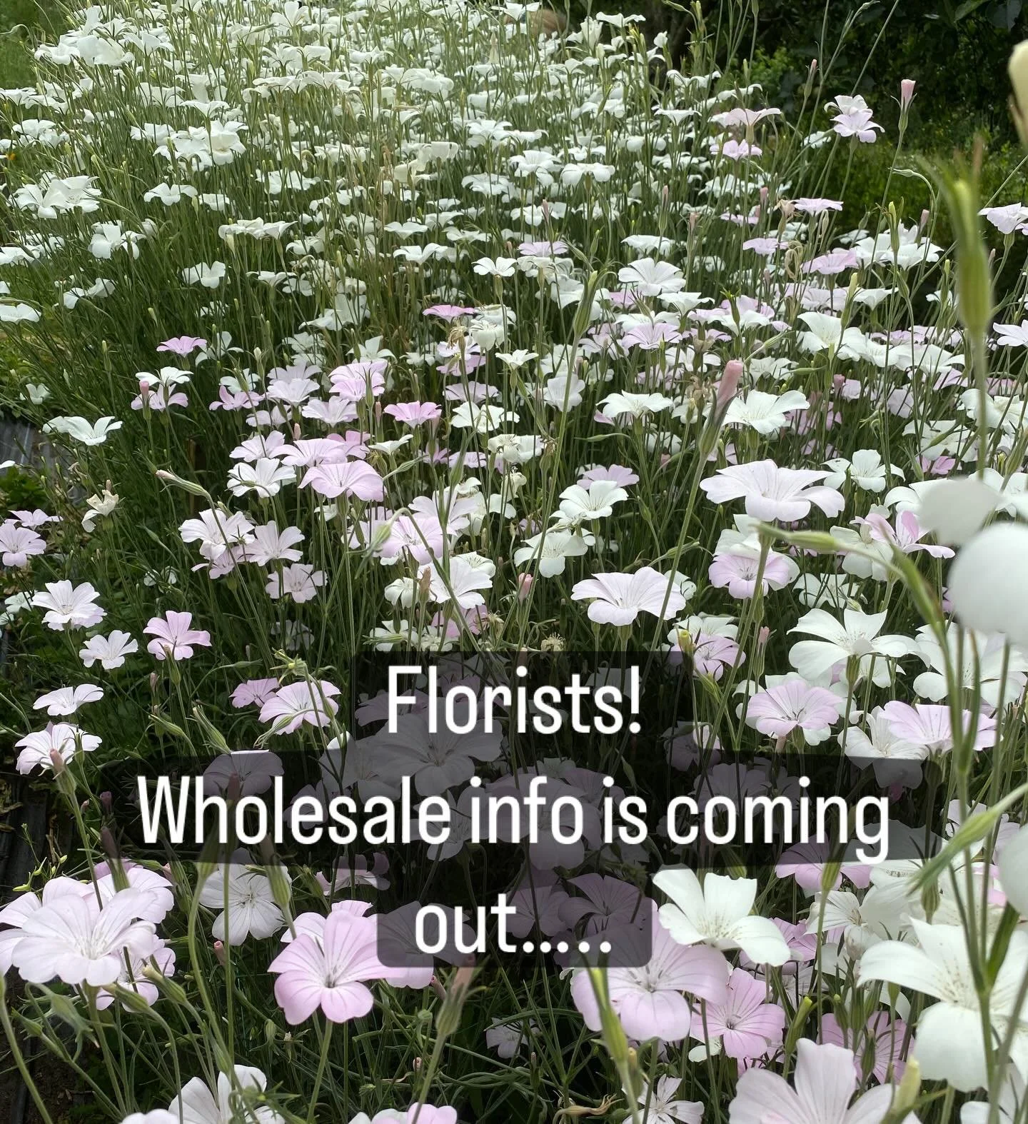 All this talk about retiring, but the flowers will go on, in new hands. So we&rsquo;re just updating the wholesale information we send out, and using a different email platform. If you&rsquo;re on our wholesale list, you should get an email this (Mon
