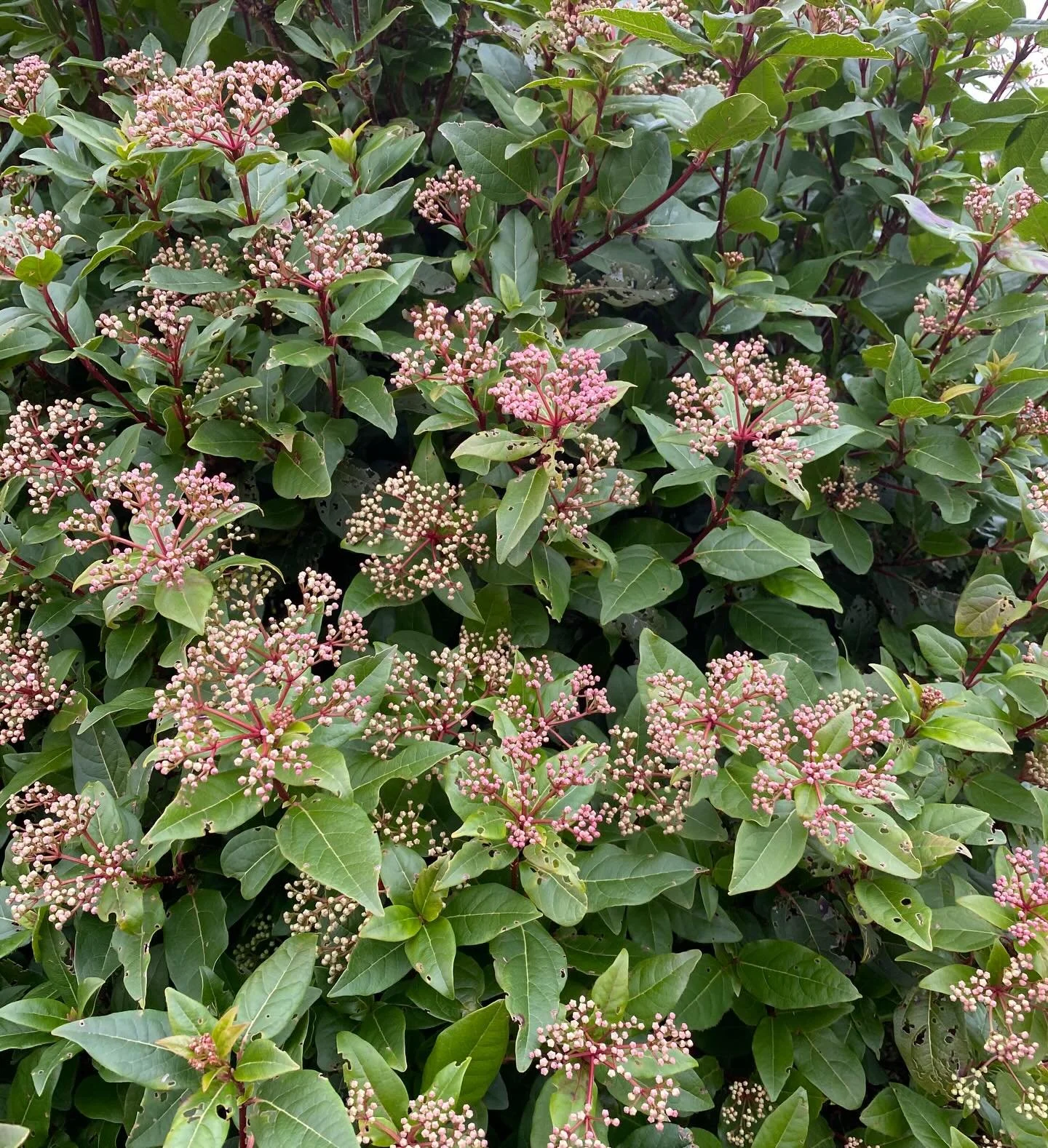 Looking for winter interest, for the first wholesale order of the year, next week. We don&rsquo;t really try to produce flowers in quantity at this time of year, as that requires artificial light and heat, which we don&rsquo;t want to do, and which o