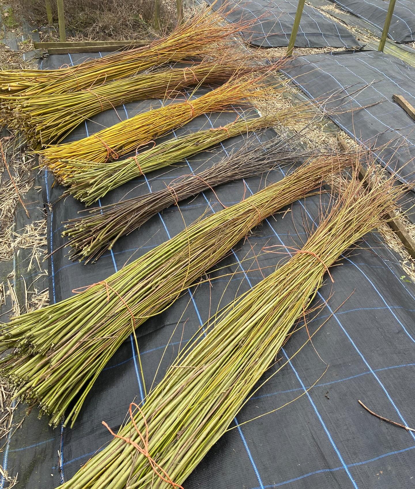 We cut the willow this morning. Definitely less and shorter than previous years, probably because of the dry weather up to summer. But just as beautiful and useful. Maybe I&rsquo;ll actually get around to baskets this year. 🤔