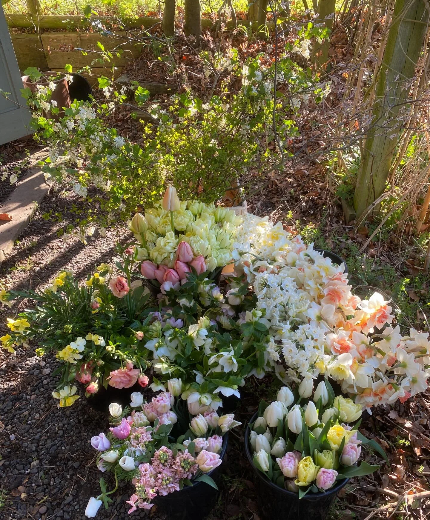 Well, here we are again, doing what we know best. I didn&rsquo;t expect to be cutting flowers here again, but our business sale fell through at the last minute and we&rsquo;re keeping the flower farm for another year. 
So we&rsquo;re definitely still