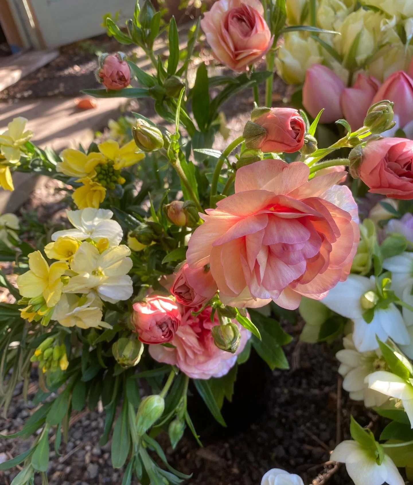 First butterflies of the year. Plus tulips, hellebores and wallflowers. Peach, lemon and cream. Good enough to eat, surely?*

* But not recommended! Hellebores and ranunculus are potentially toxic 😳 Just in case you were considering it.
