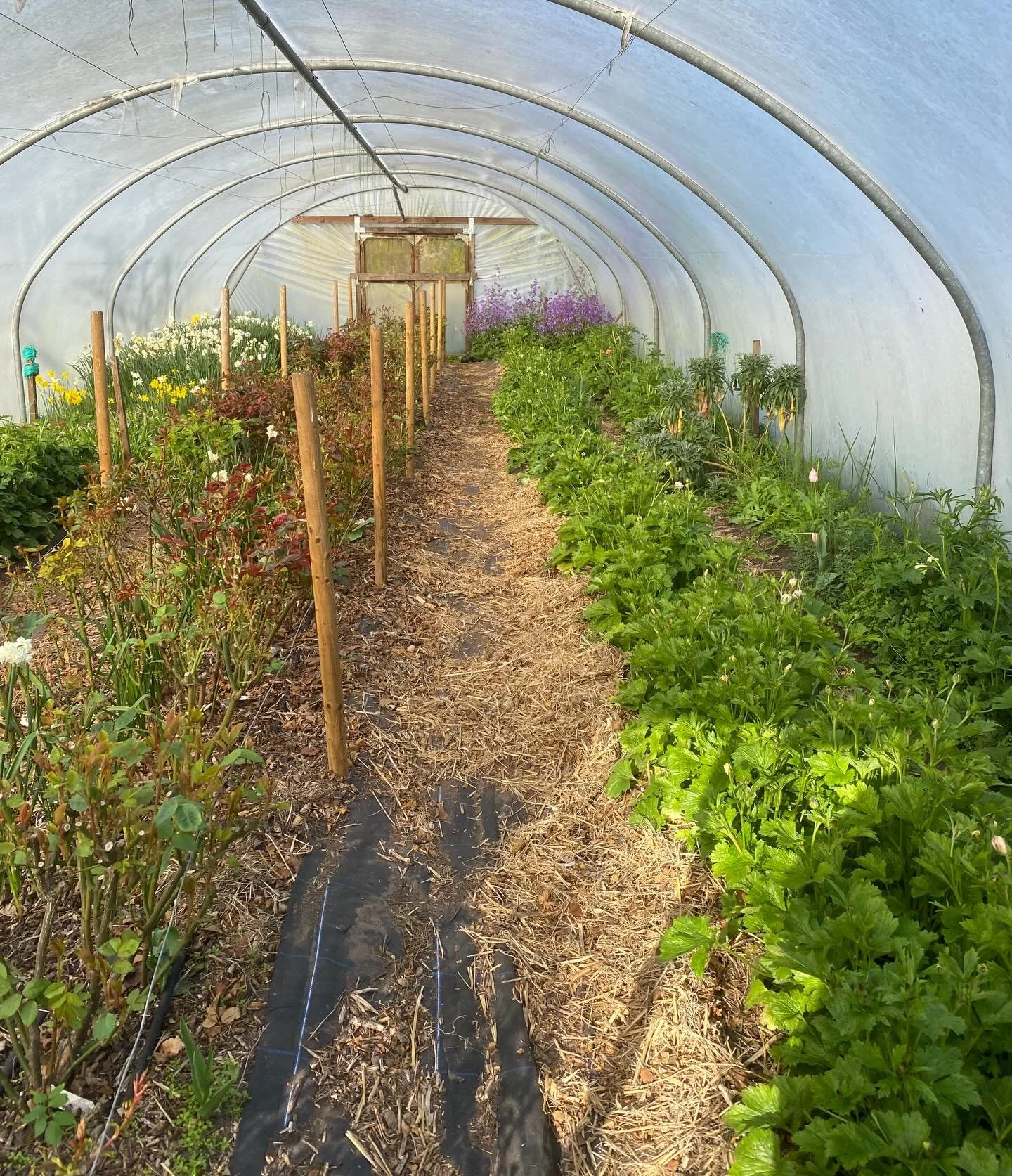 One of my favourite jobs is opening the tunnels on a chilly spring morning. I don&rsquo;t get to do it very often because the doors are usually wide open the whole time, but we close them if the weather is very windy (in this case) or very cold. To w