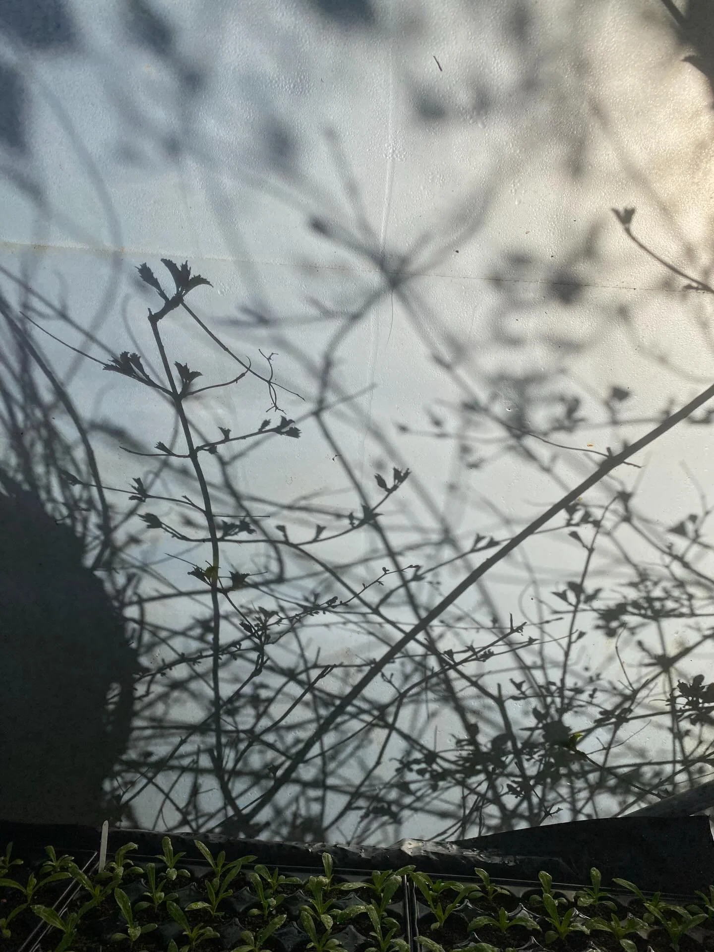 Early morning shadows in the propagation tunnel. Tunnels are such interesting environments. No added heat, just protection from wind and rain, and warming from the &lsquo;greenhouse effect&rsquo; of sunlight on a translucent surface. We use this litt