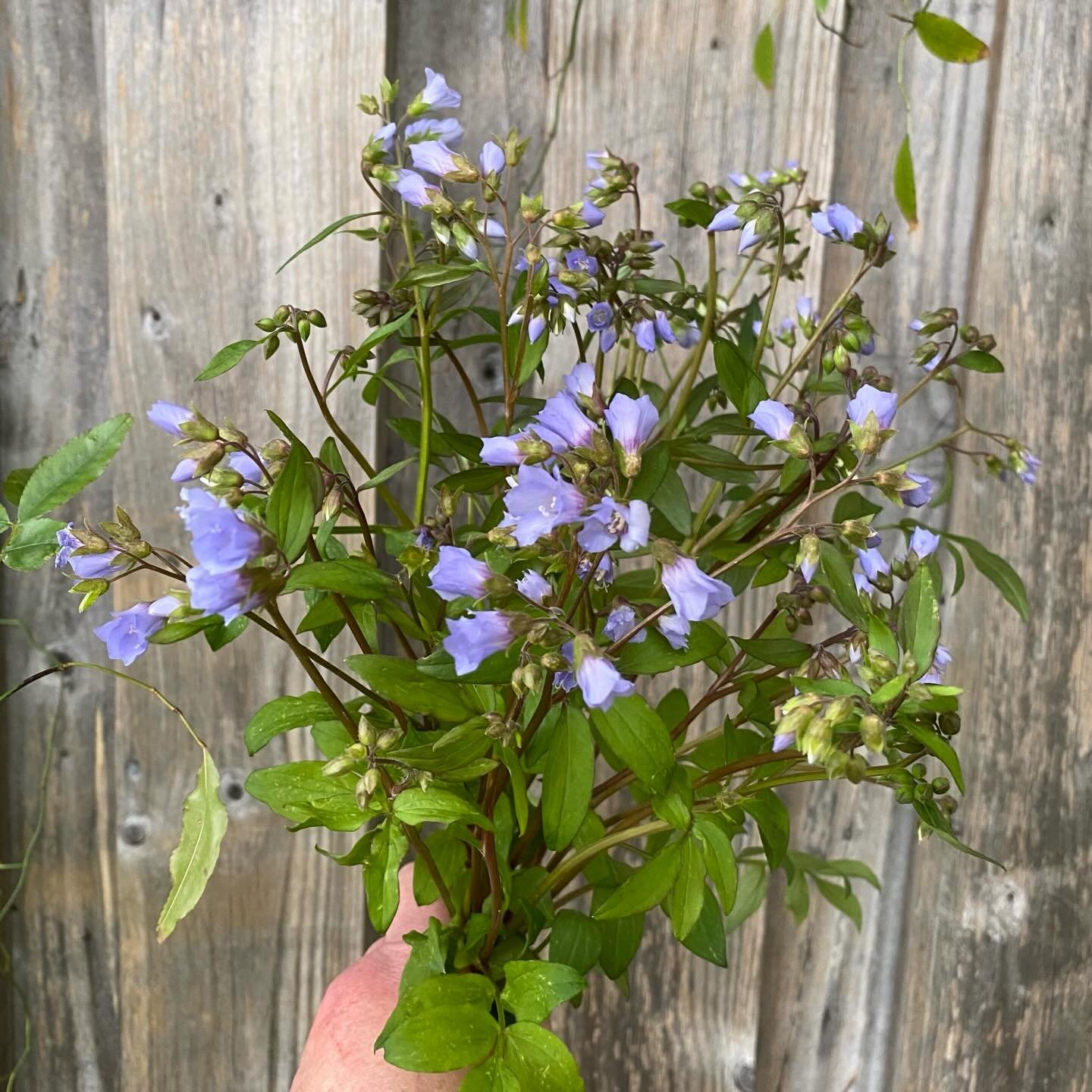 Still always trying new varieties for cutting. And I have a particular liking for Polemoniums which have a branching rather than upright habit. This is P reptans, a straight species, all grown from seed and it is gently seeding around of its own acco