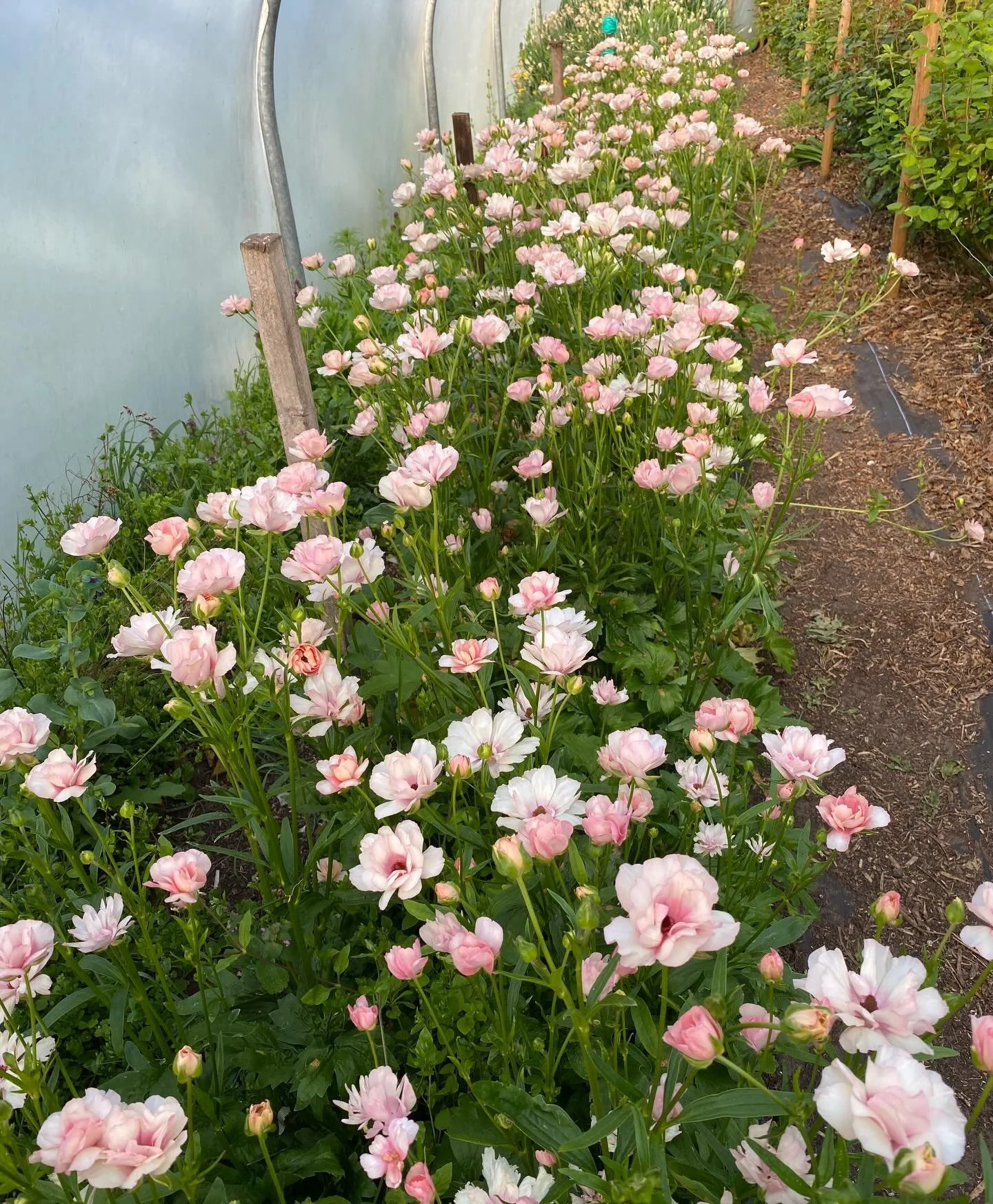 We picked loads of these today. I&rsquo;ve always loved growing &lsquo;ordinary&rsquo; ranunculus and they&rsquo;ve been so popular and such fantastic cut flowers. I was never convinced about butterflies- too fussy and too shiny. How wrong can I be?!