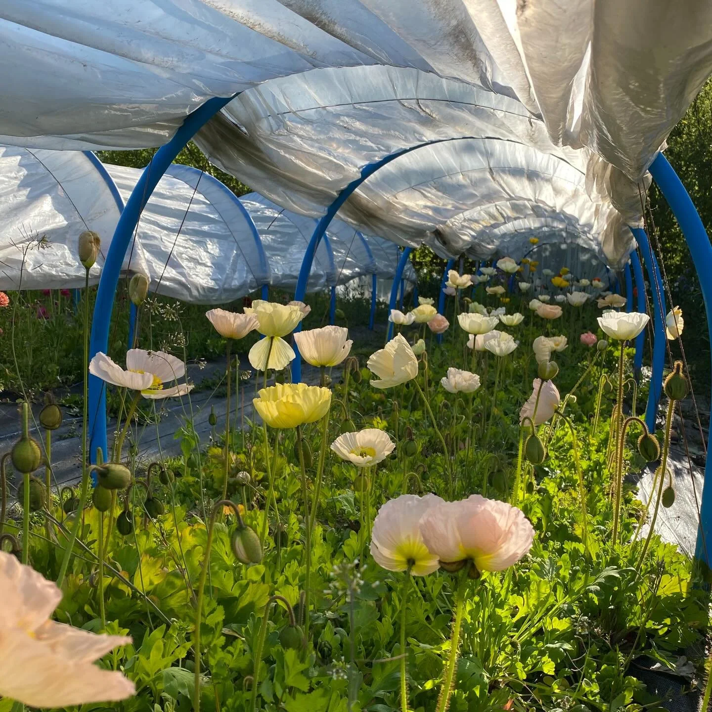 When you haven&rsquo;t picked the Icelandic poppies for 2 days&hellip;.
Just lovely pastel colours from @greenandgorgeousflowers. Especially love the soft lemons ✨