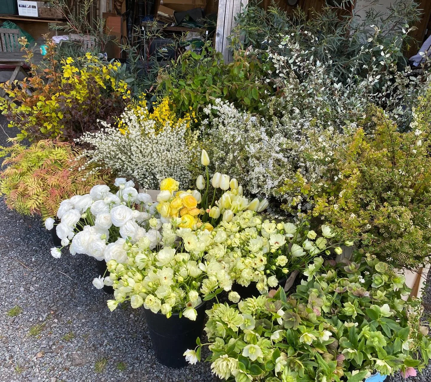 Big old order for a brand and industry event last week. Brief was for whites, yellows, every shade of foliage from yellow through acid green, to browns and grey. Lots of woody foliage, flowers too, picked ready for maximum impact in a big space and t