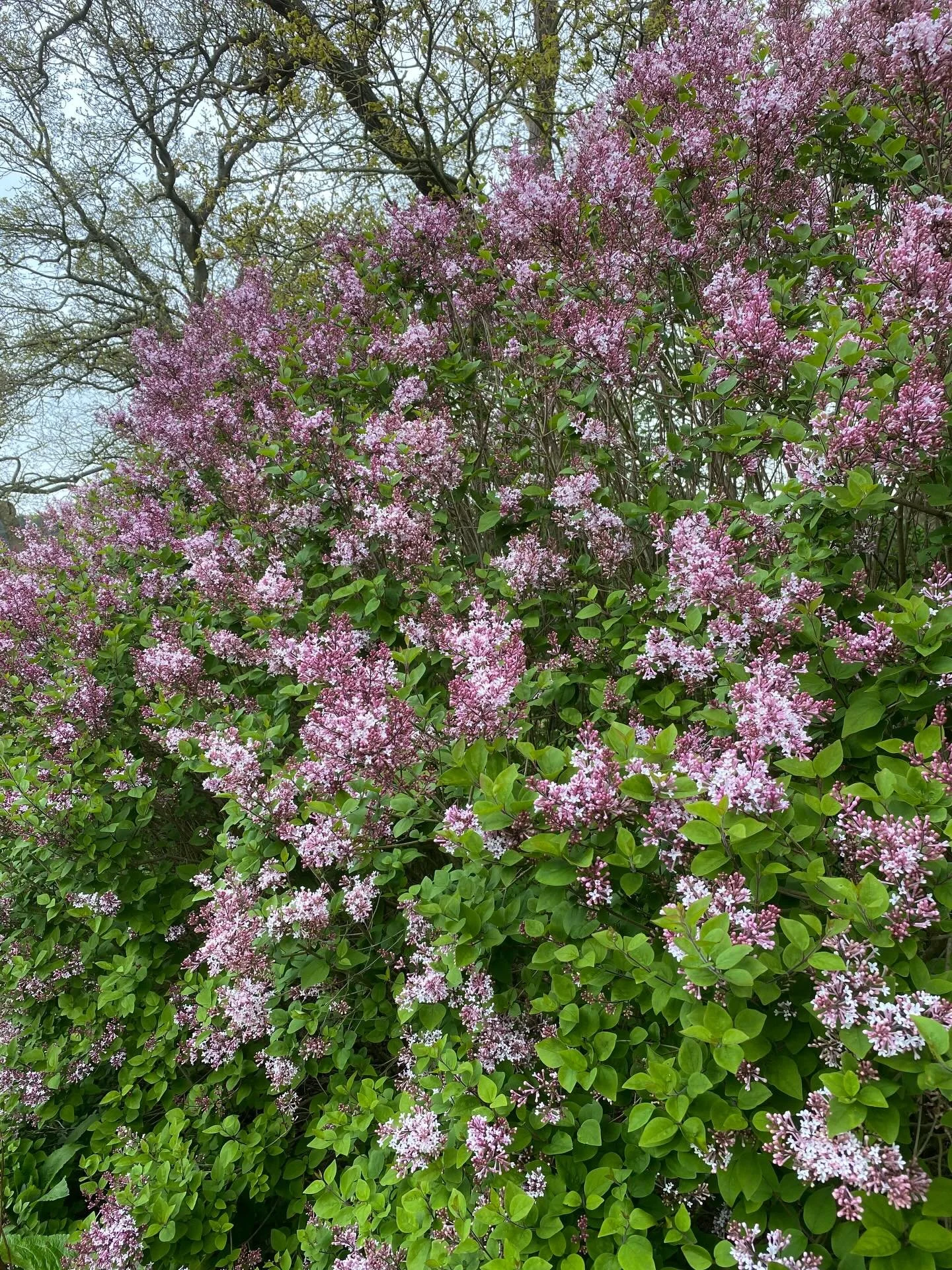 The top of our shrub and perennial field. Just shy of an acre, packed with trees, shrubs and hardy perennials. Too many, if I&rsquo;m honest. Pretty much all bought as small or bare root plants, or grown from seed or cuttings. But all planted by us s