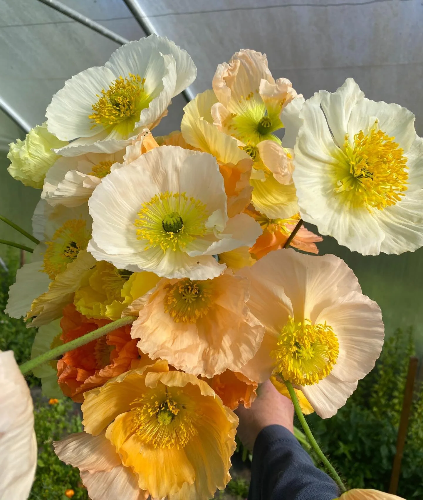 I&rsquo;d never grown Icelandic poppies before I started growing flowers to sell. There are lots of varieties I wouldn&rsquo;t necessarily grow in a garden or even home cutting patch. Too expensive, too fussy, too tall, too much work, too much water 