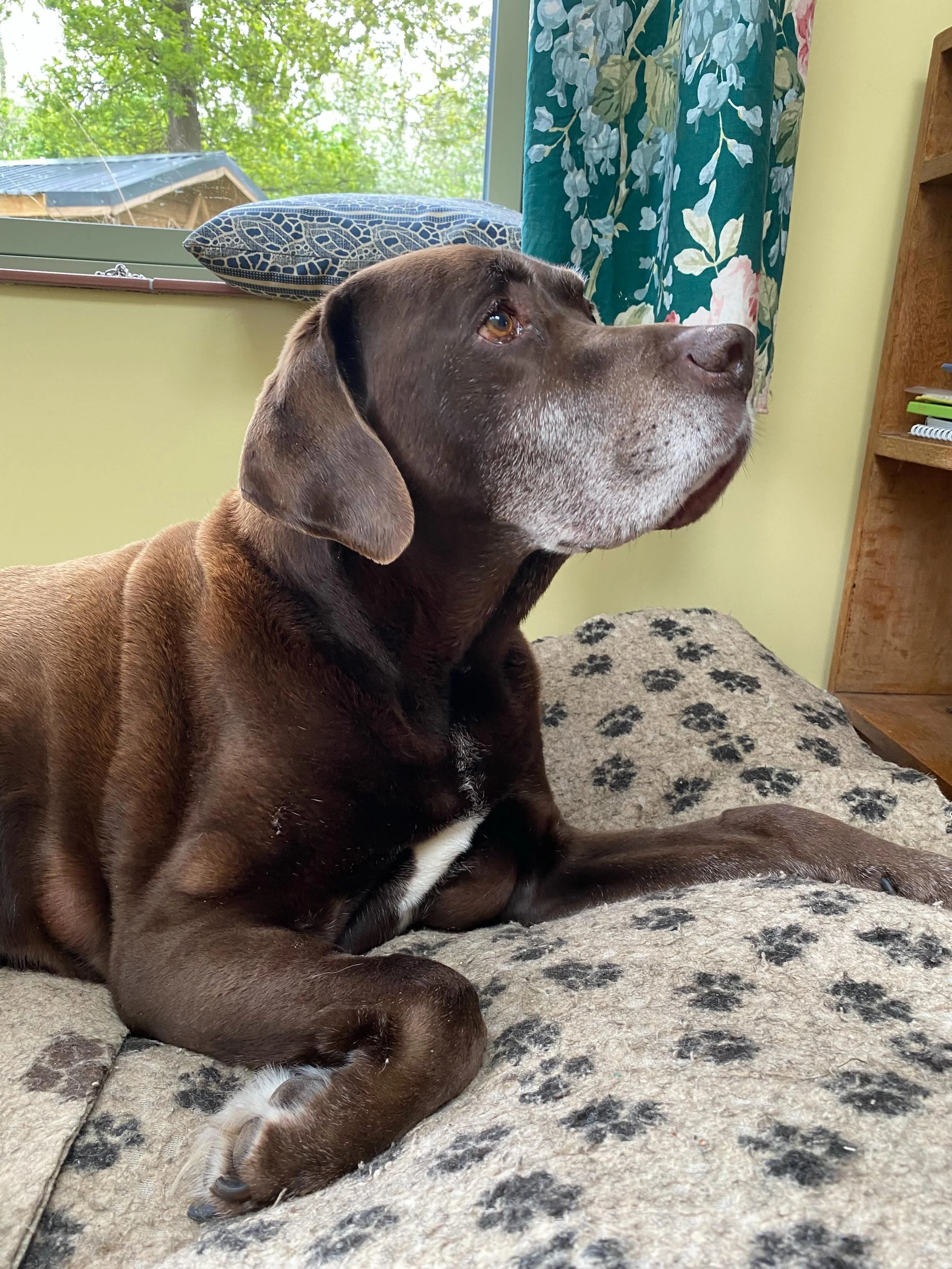 Anyone who has been to our Flower Farm will have been greeted by Charlie the dog. Irrepressible, energetic, relentlessly enthusiastic and happy. And quite slobbery. He was full of life and fun up until he became ill a few weeks ago and we lost him ea
