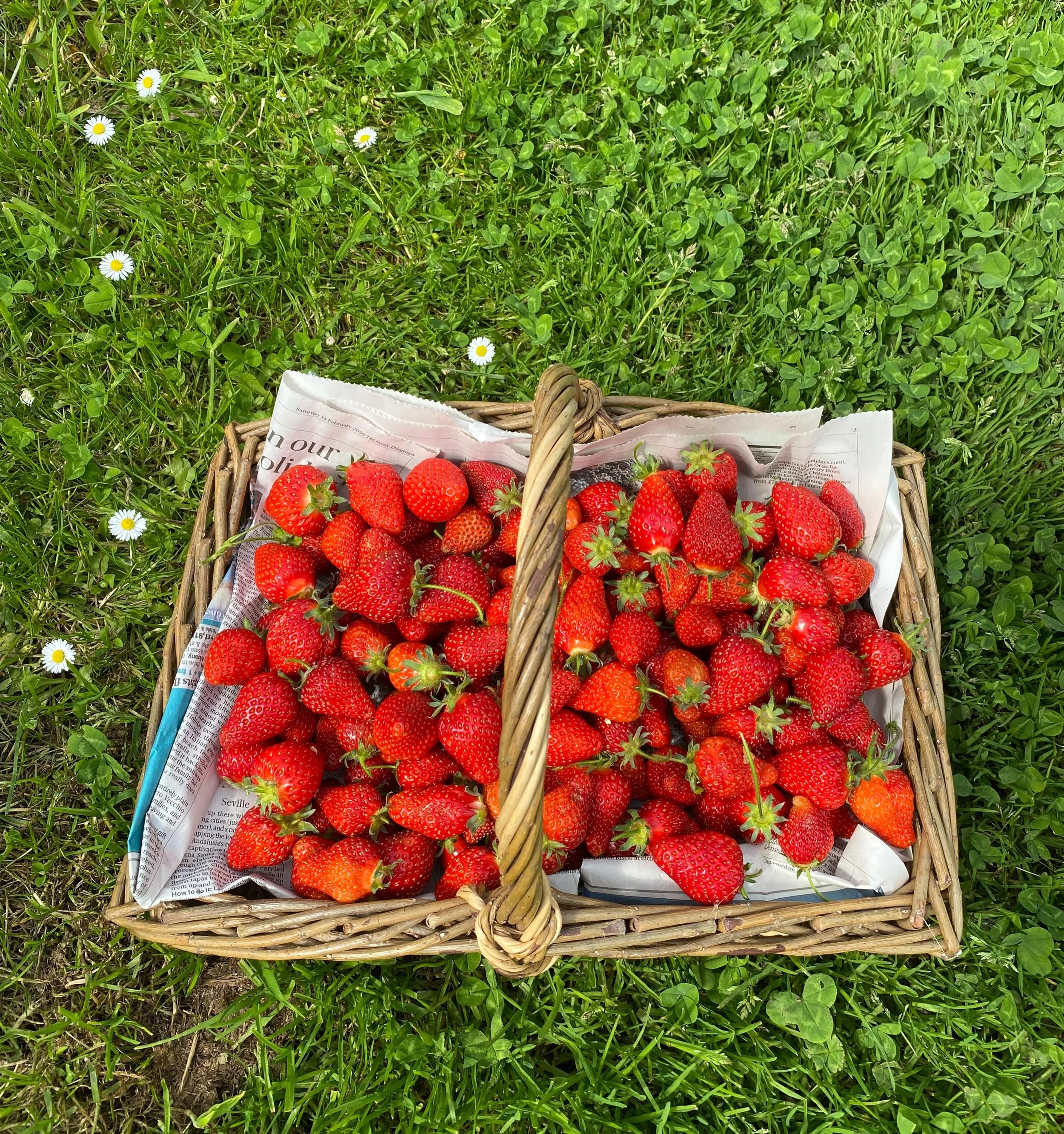 Just appreciating our polytunnels. I&rsquo;ll miss them when we leave here. Always important to allow space for some fruit and veg. And you can&rsquo;t beat just-picked strawberries, still warm from the heat of the tunnel. No sprays, no chemicals, no