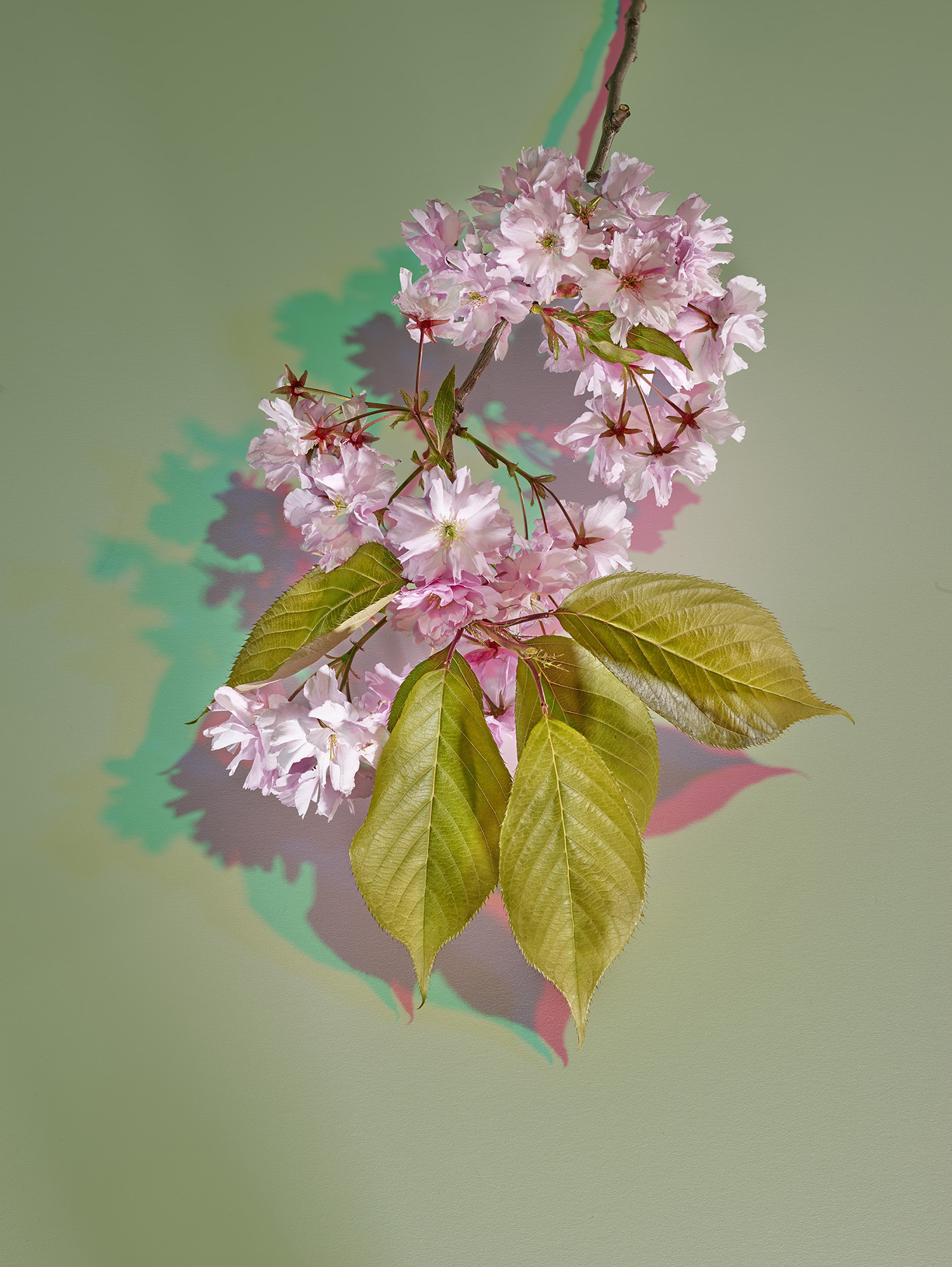 cherry-blossom.jpg