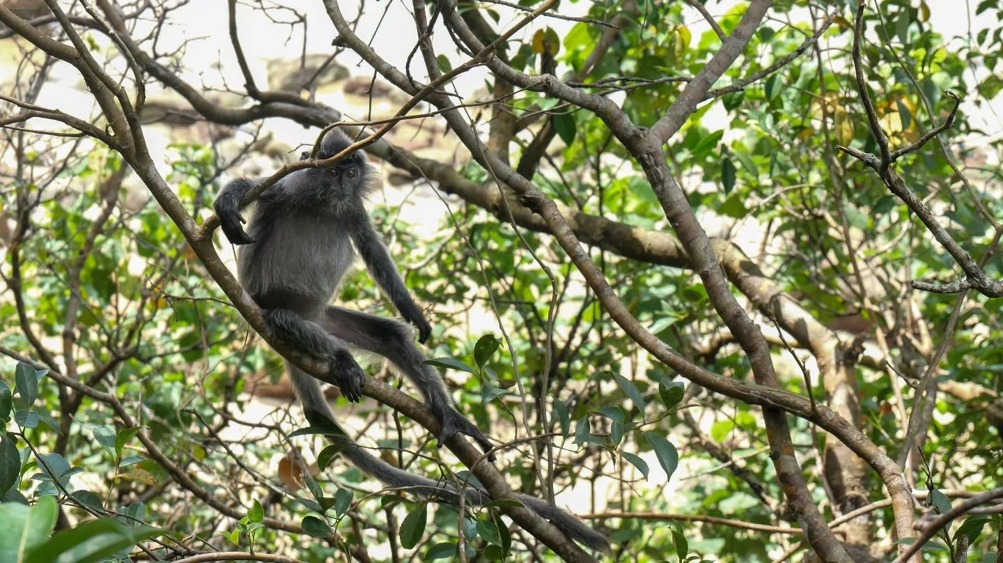 Wandering in the magical forests of Borneo 🌳🌿