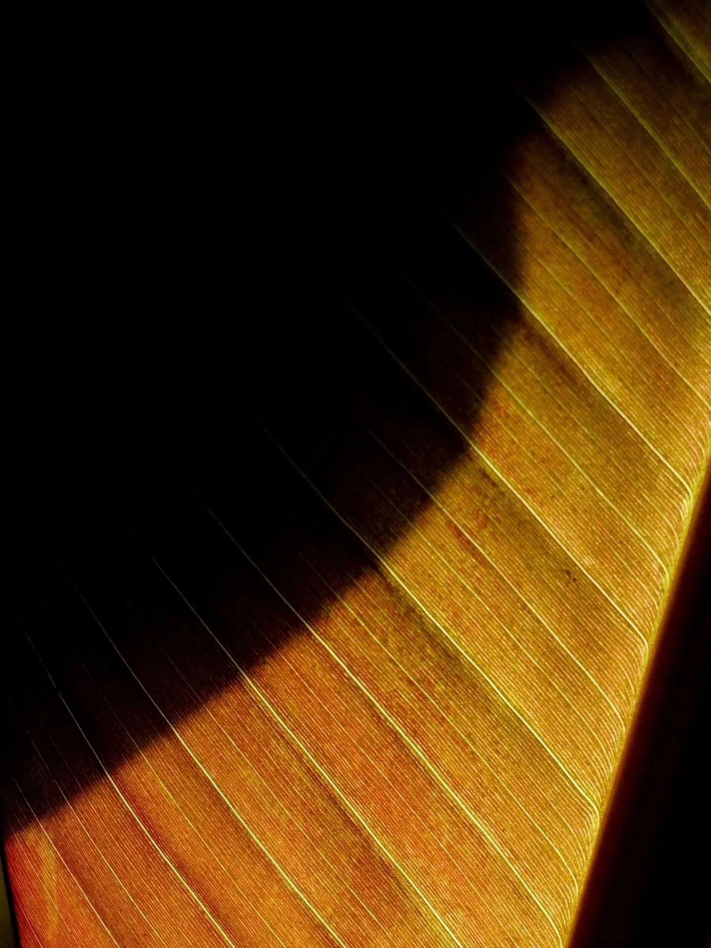 Big leaf appreciation at @edenprojectcornwall