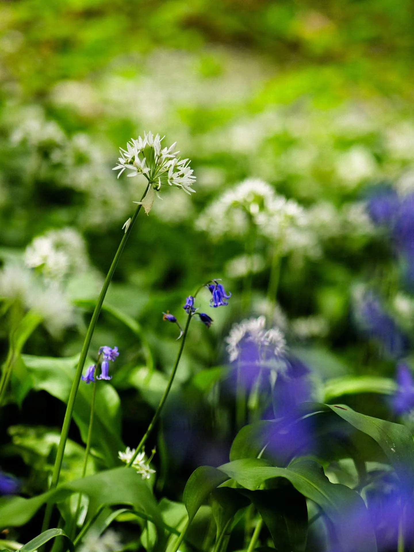 Wild garlic and bluebells 🌿🌞
Drop your favourite wild garlic recipes 👇🏽 I have a whole bunchhhhh