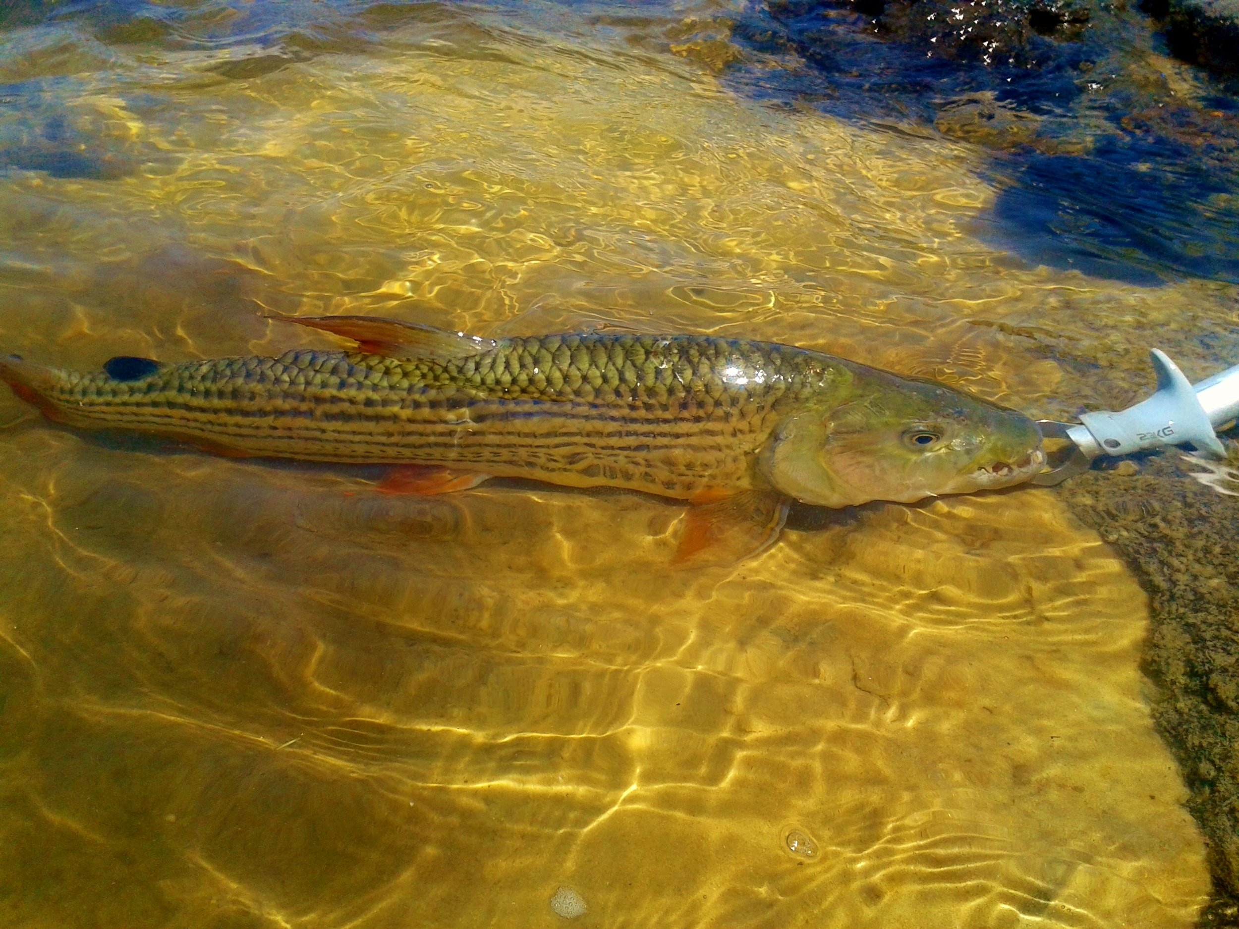 Catching it breath! Catch and Release